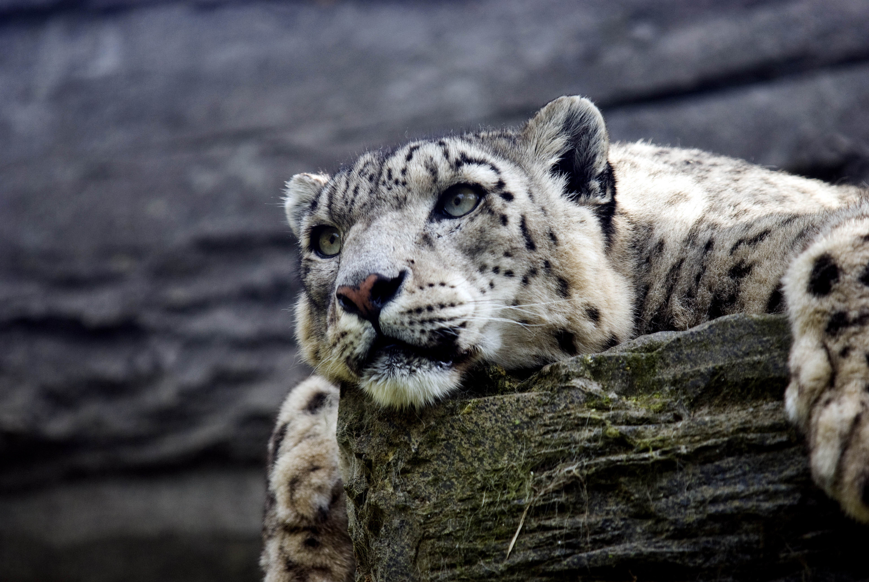 Handy-Wallpaper Tiere, Katzen, Schneeleopard kostenlos herunterladen.