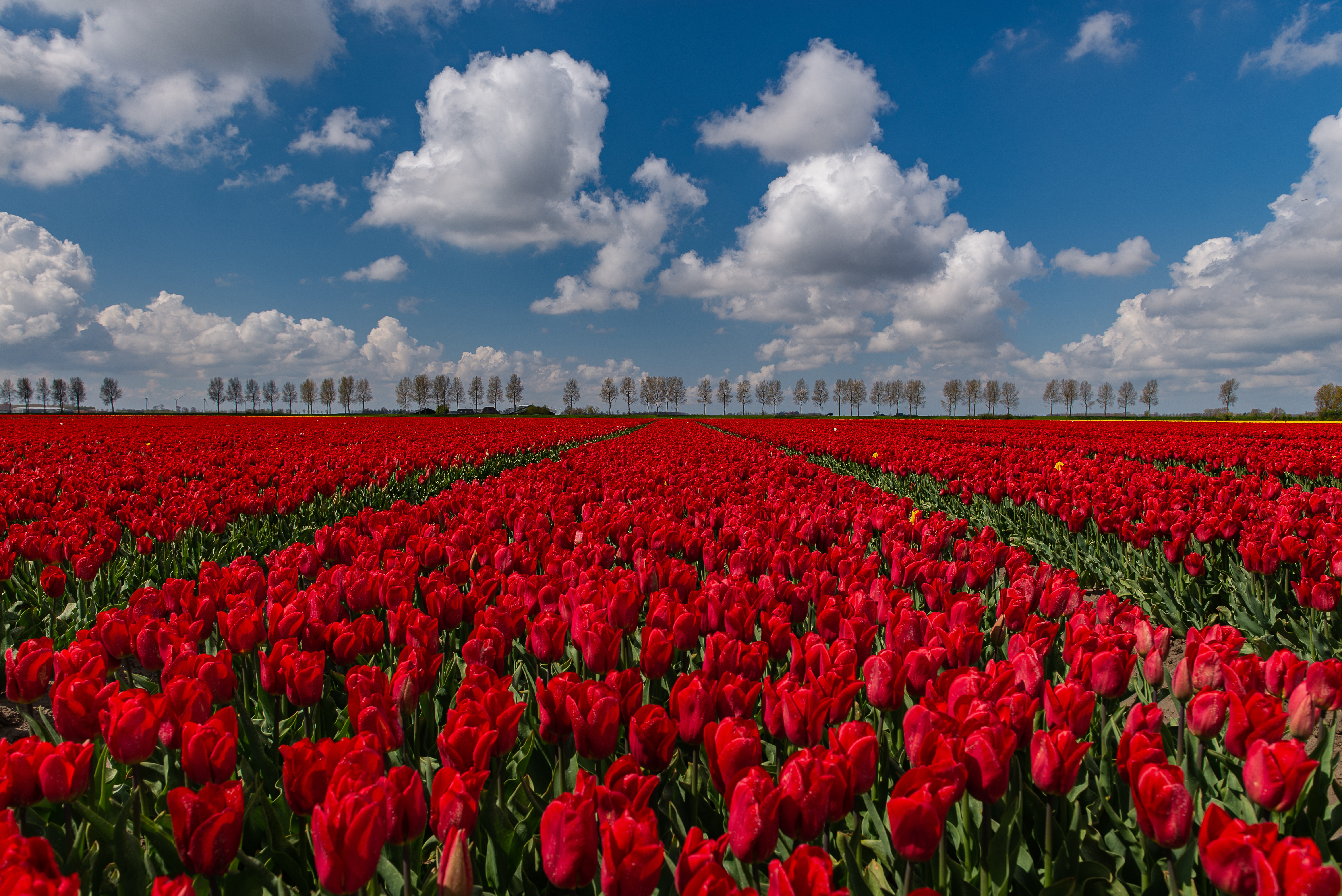 Download mobile wallpaper Flowers, Earth, Field, Tulip, Red Flower for free.