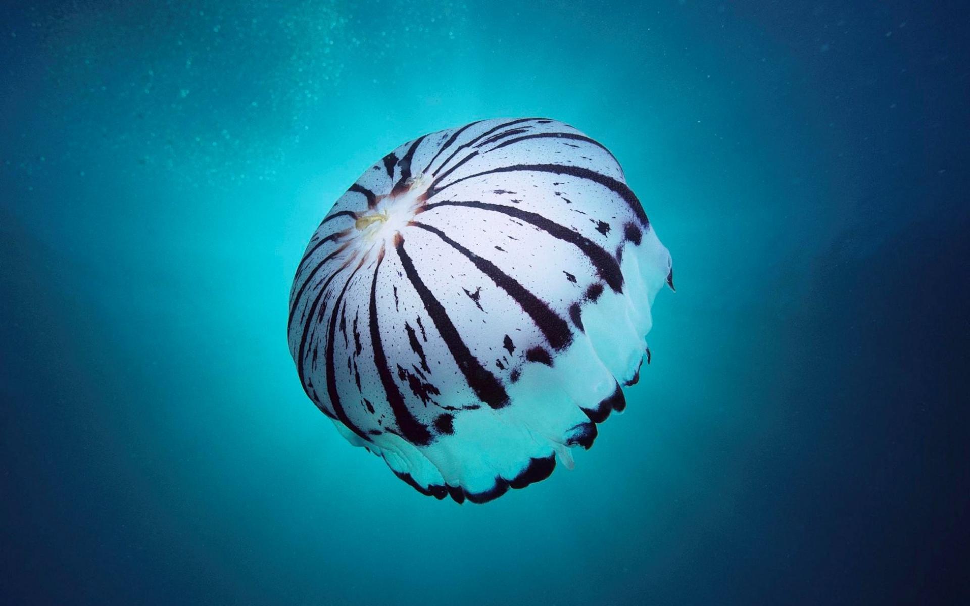 desktop Images animal, jellyfish, fishes