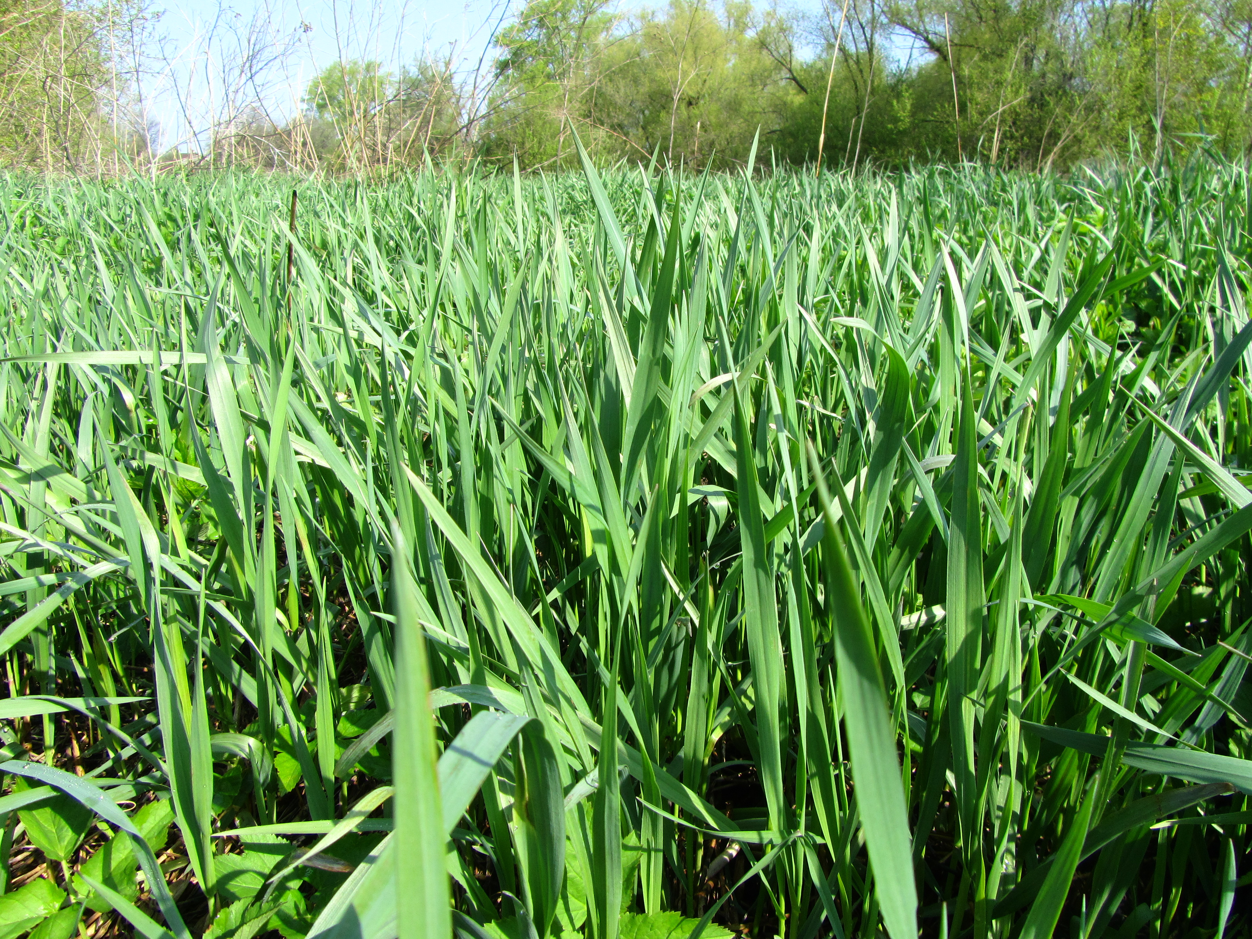 Baixe gratuitamente a imagem Grama, Terra/natureza na área de trabalho do seu PC