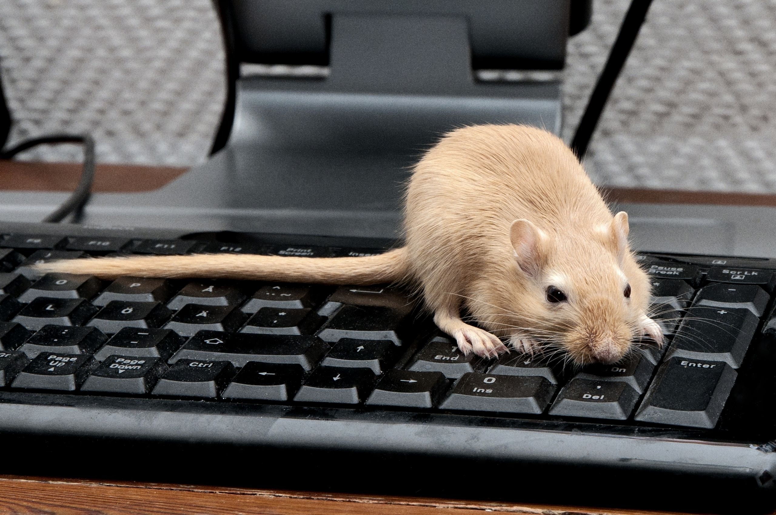 Laden Sie das Steigen, Klettern, Nagetier, Tiere, Maus, Tastatur, Ratte-Bild kostenlos auf Ihren PC-Desktop herunter