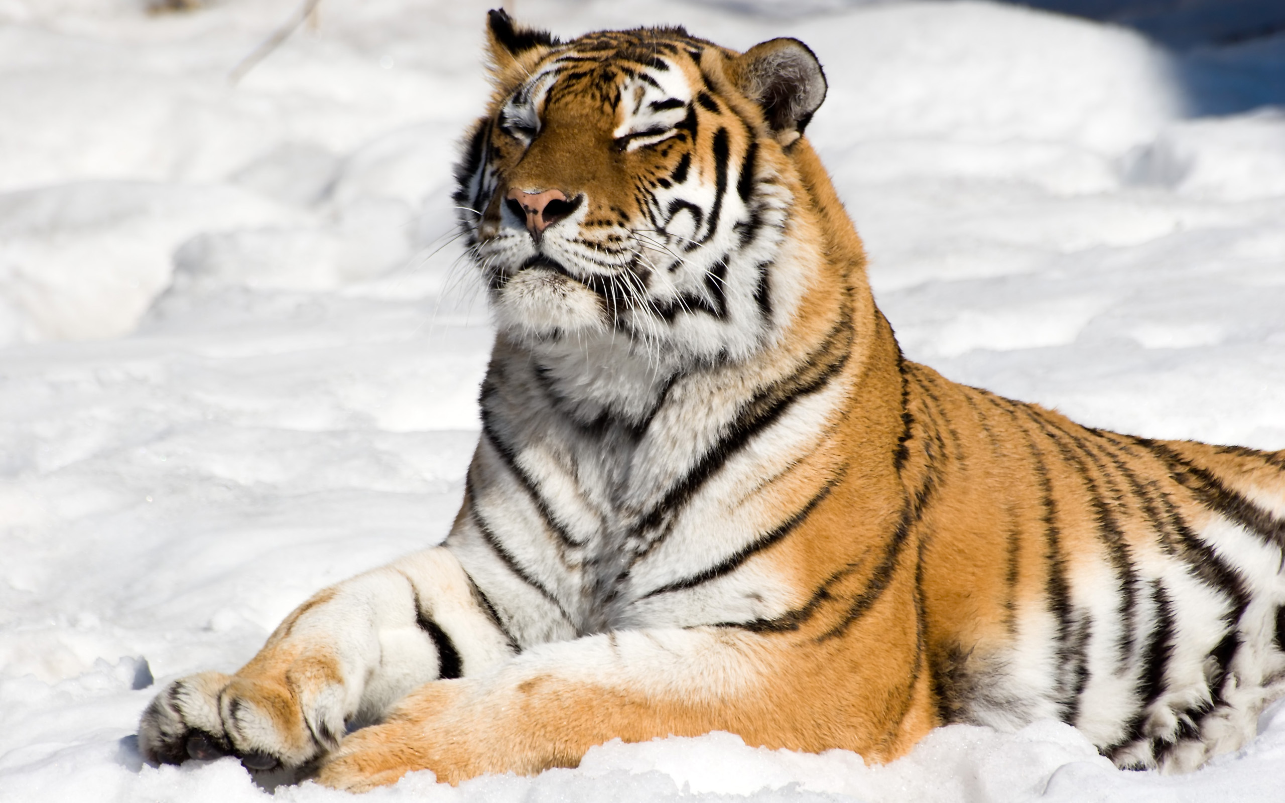 Baixe gratuitamente a imagem Animais, Gatos, Tigre na área de trabalho do seu PC