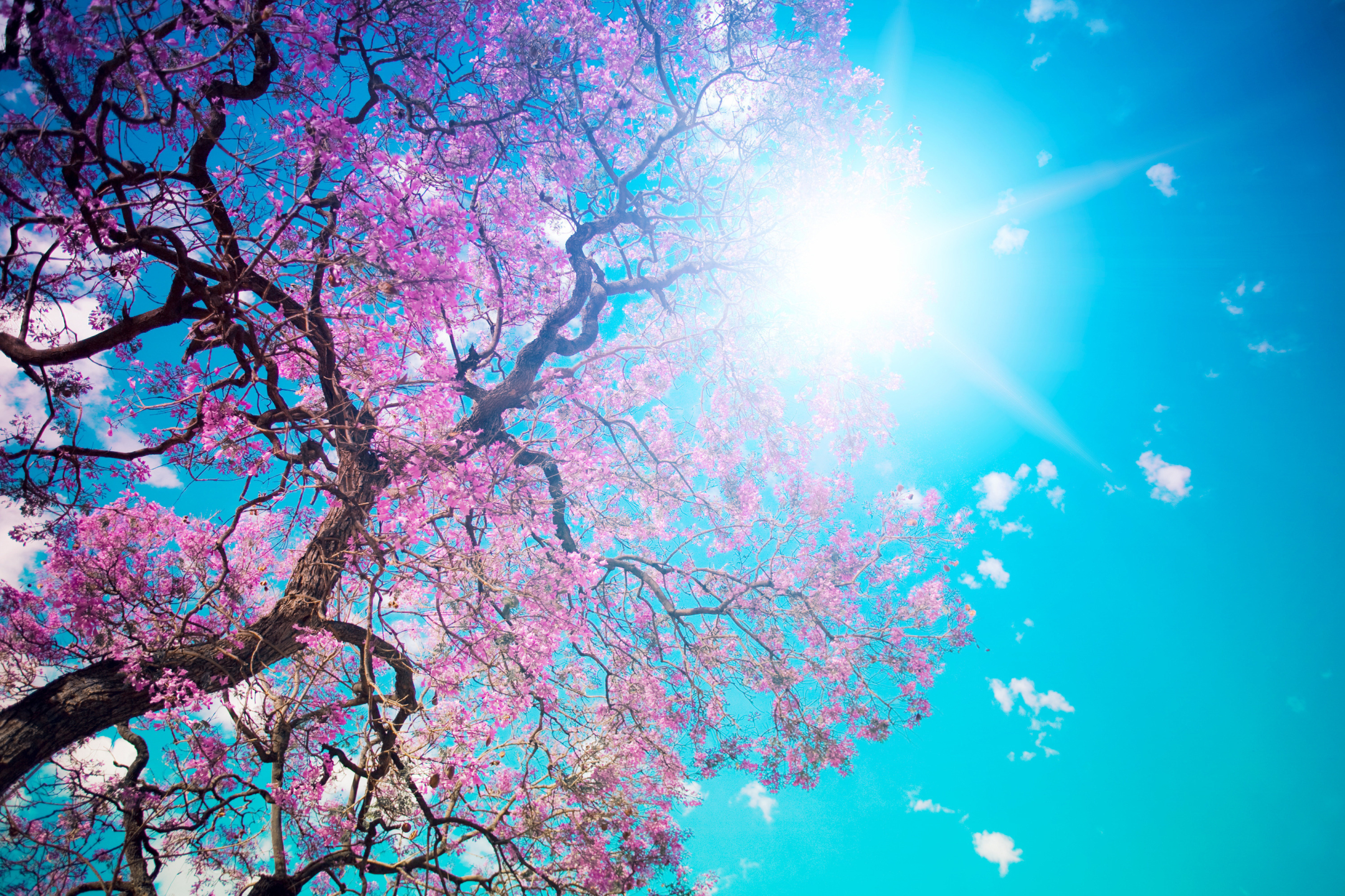 Скачать обои бесплатно Деревья, Солнце, Дерево, Весна, Земля/природа картинка на рабочий стол ПК