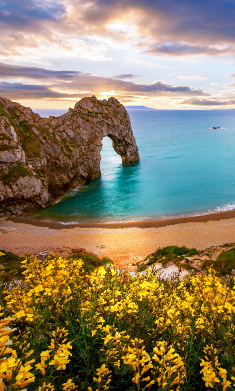 Download mobile wallpaper Beach, Sand, Flower, Ocean, Earth, Cliff, Arch, England, Yellow Flower, Durdle Door, Dorset for free.