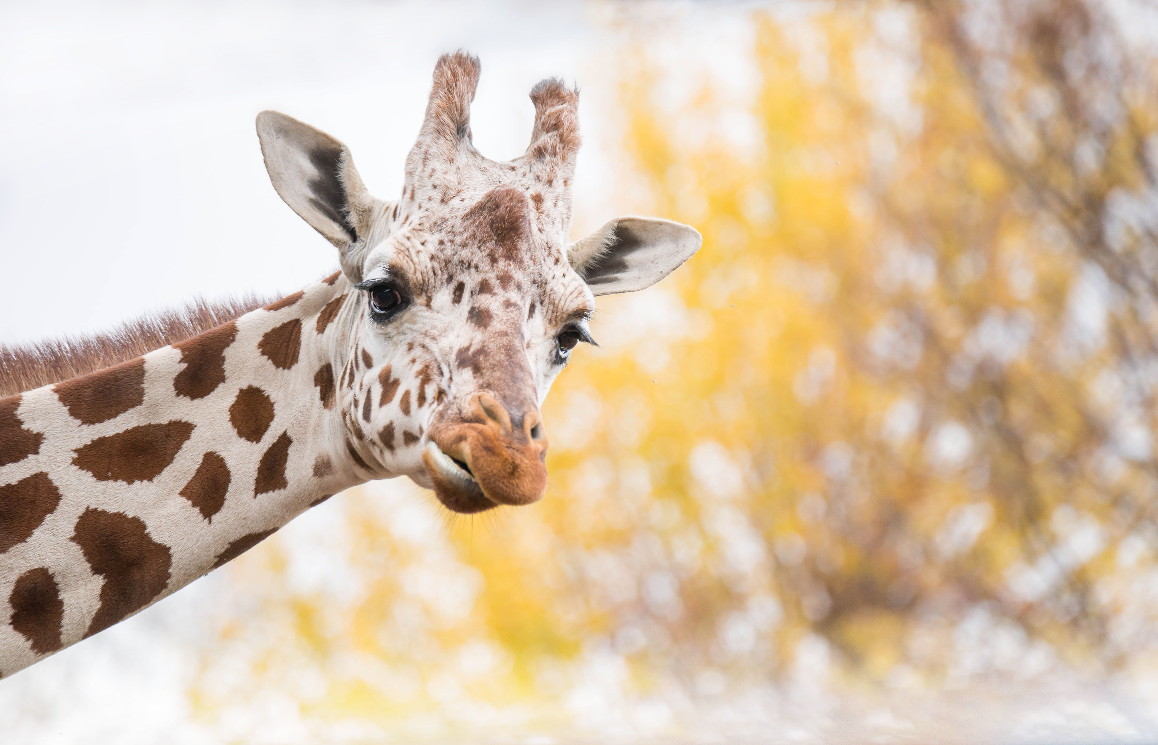 Handy-Wallpaper Tiere, Bokeh, Giraffe kostenlos herunterladen.