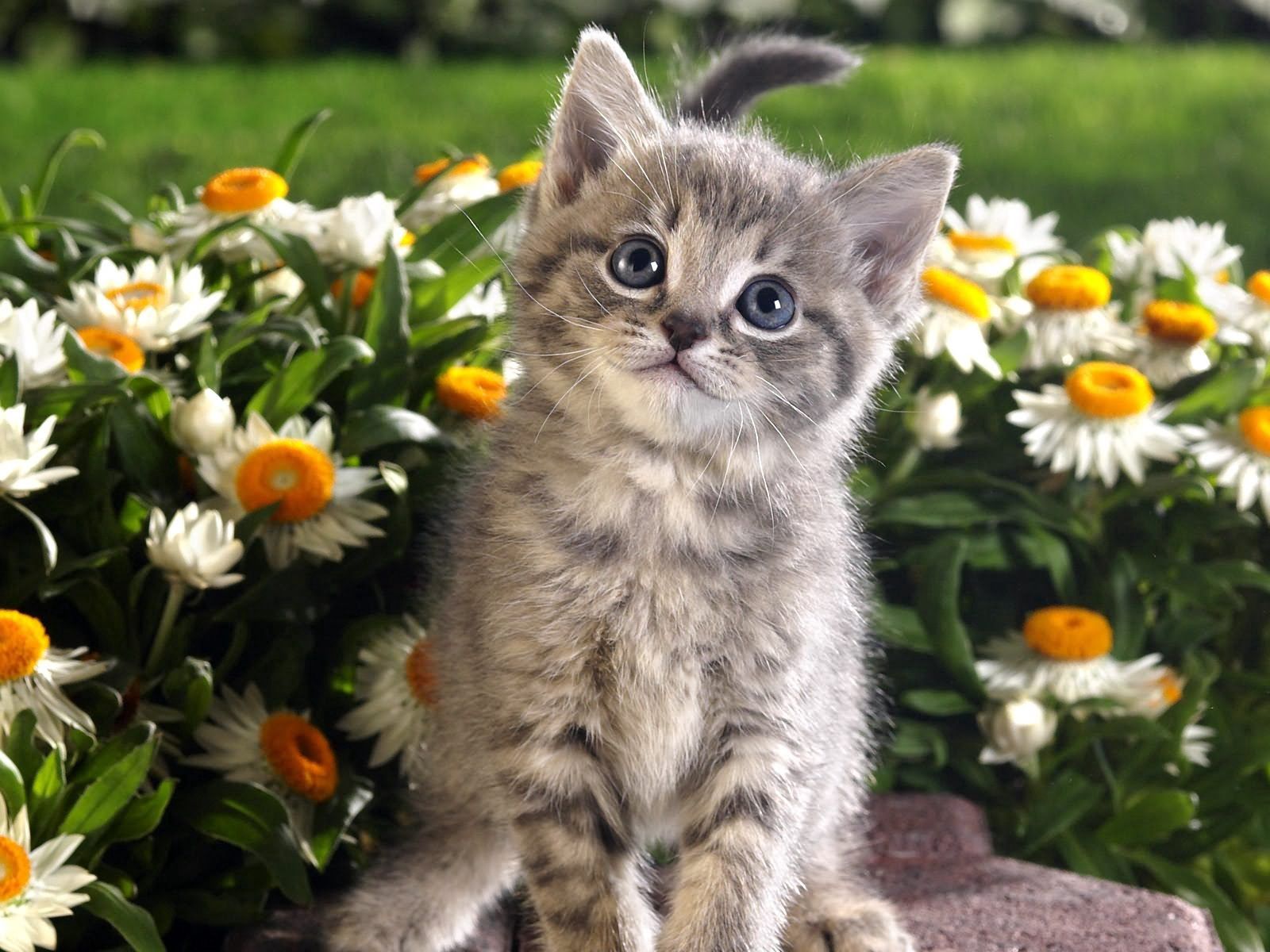 120107 скачать картинку котенок, животные, цветы, малыш - обои и заставки бесплатно