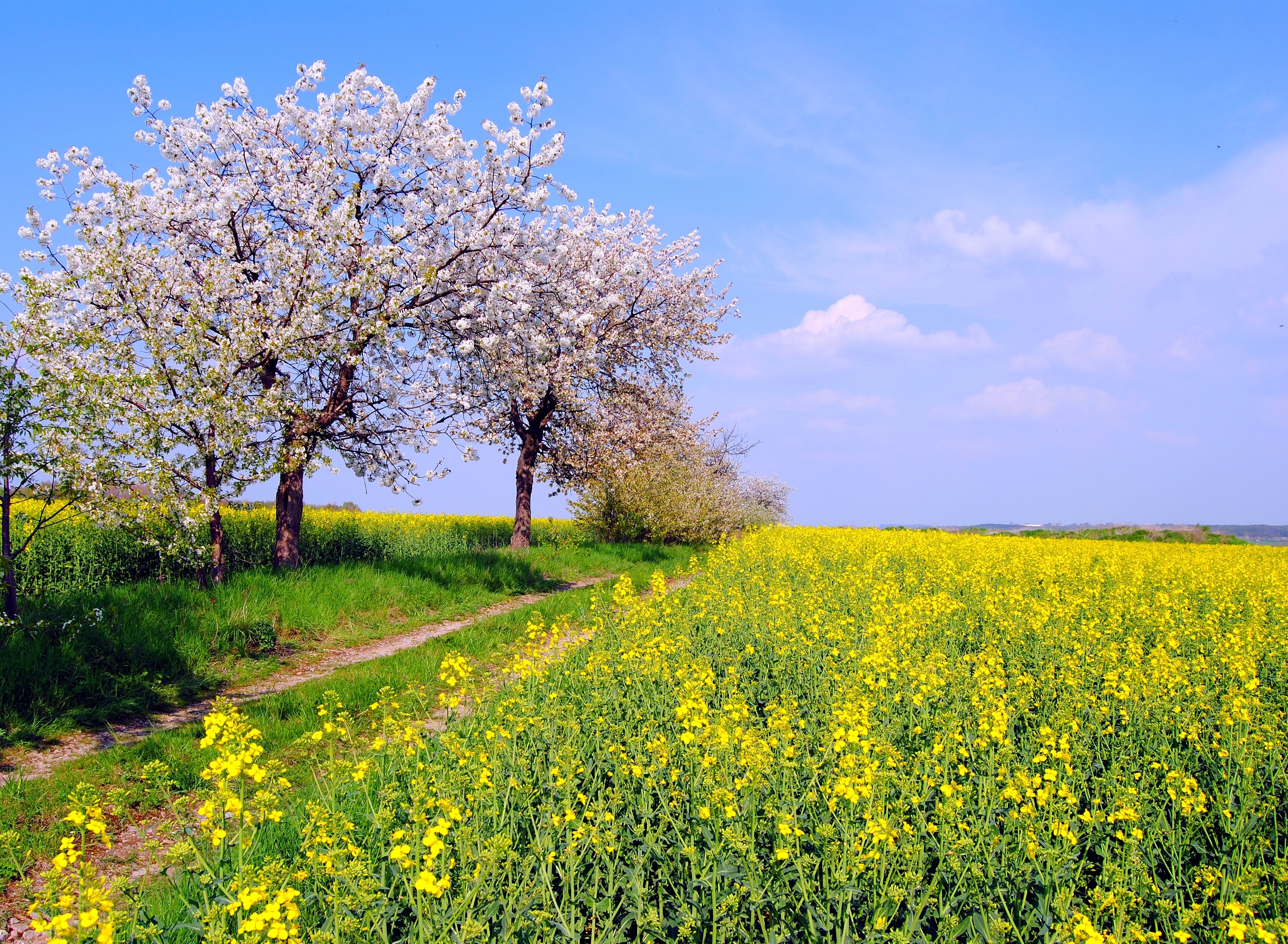 spring, field, earth, rapeseed, blossom, flower, nature, path, tree, yellow flower