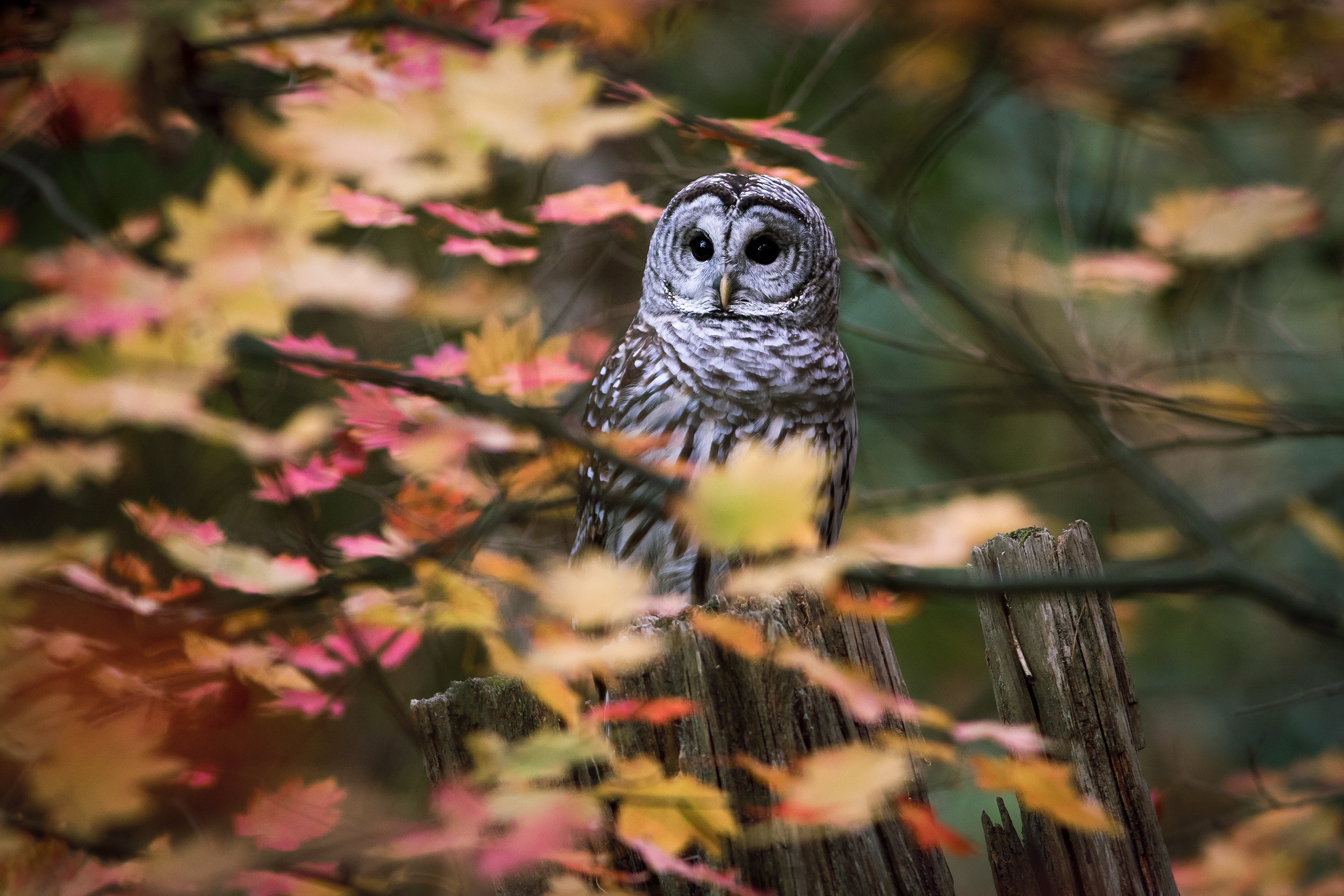 Descarga gratuita de fondo de pantalla para móvil de Animales, Búho, Aves, Ave.