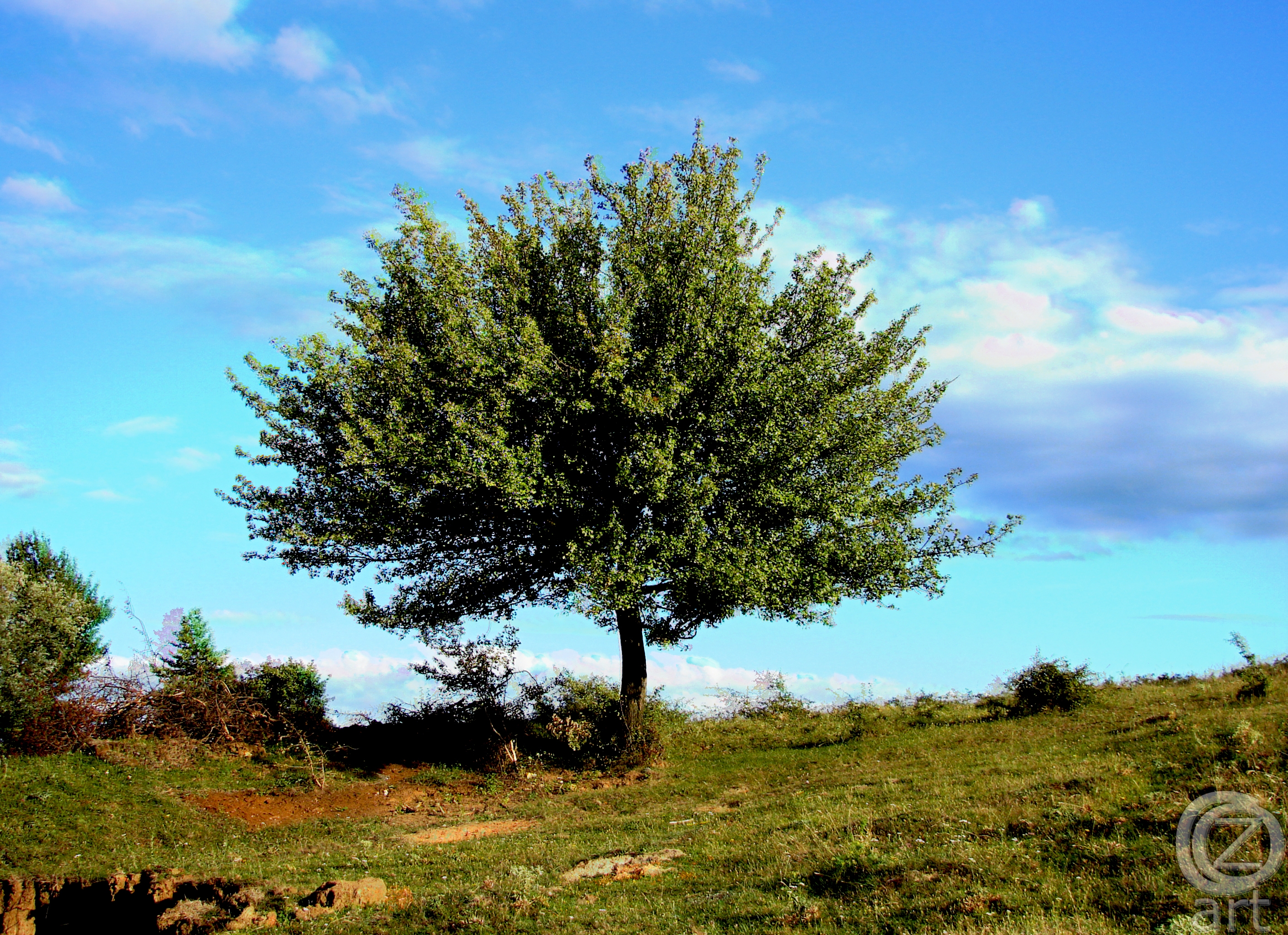 Baixe gratuitamente a imagem Natureza, Céu, Madeira, Árvore na área de trabalho do seu PC