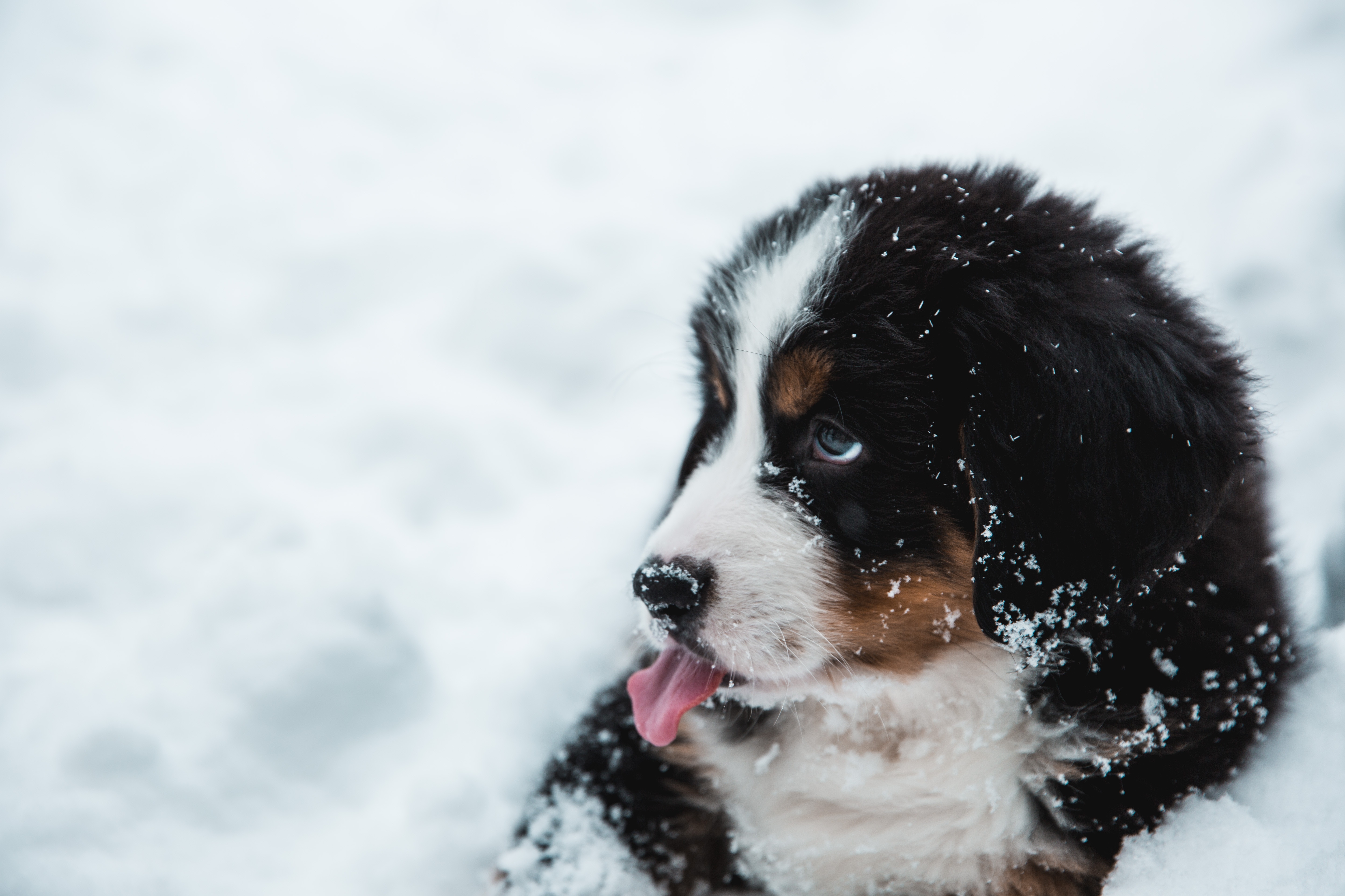 Free download wallpaper Dog, Protruding Tongue, Tongue Stuck Out, Puppy, Animals, Snow on your PC desktop