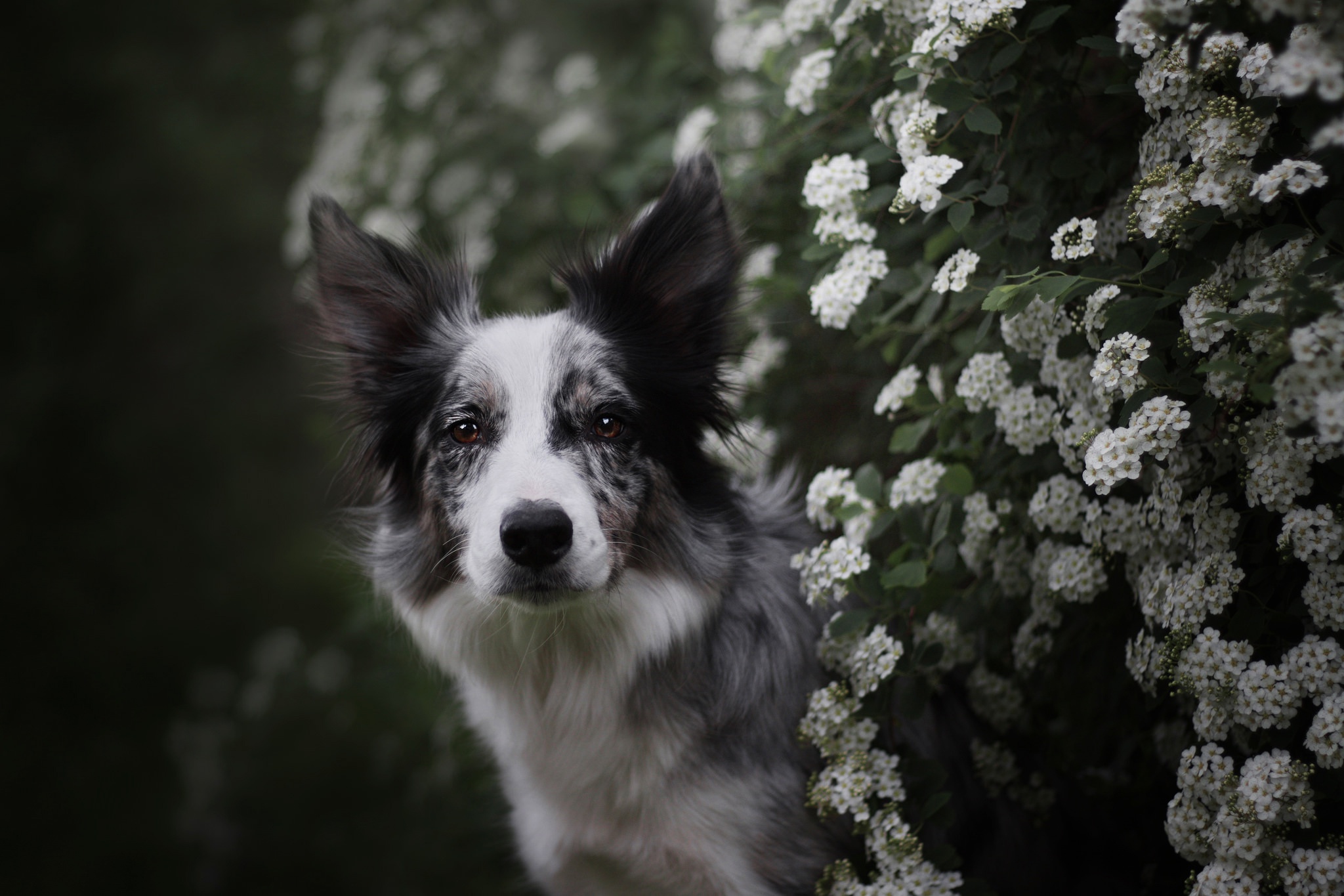 Download mobile wallpaper Dogs, Dog, Animal, Border Collie, White Flower for free.