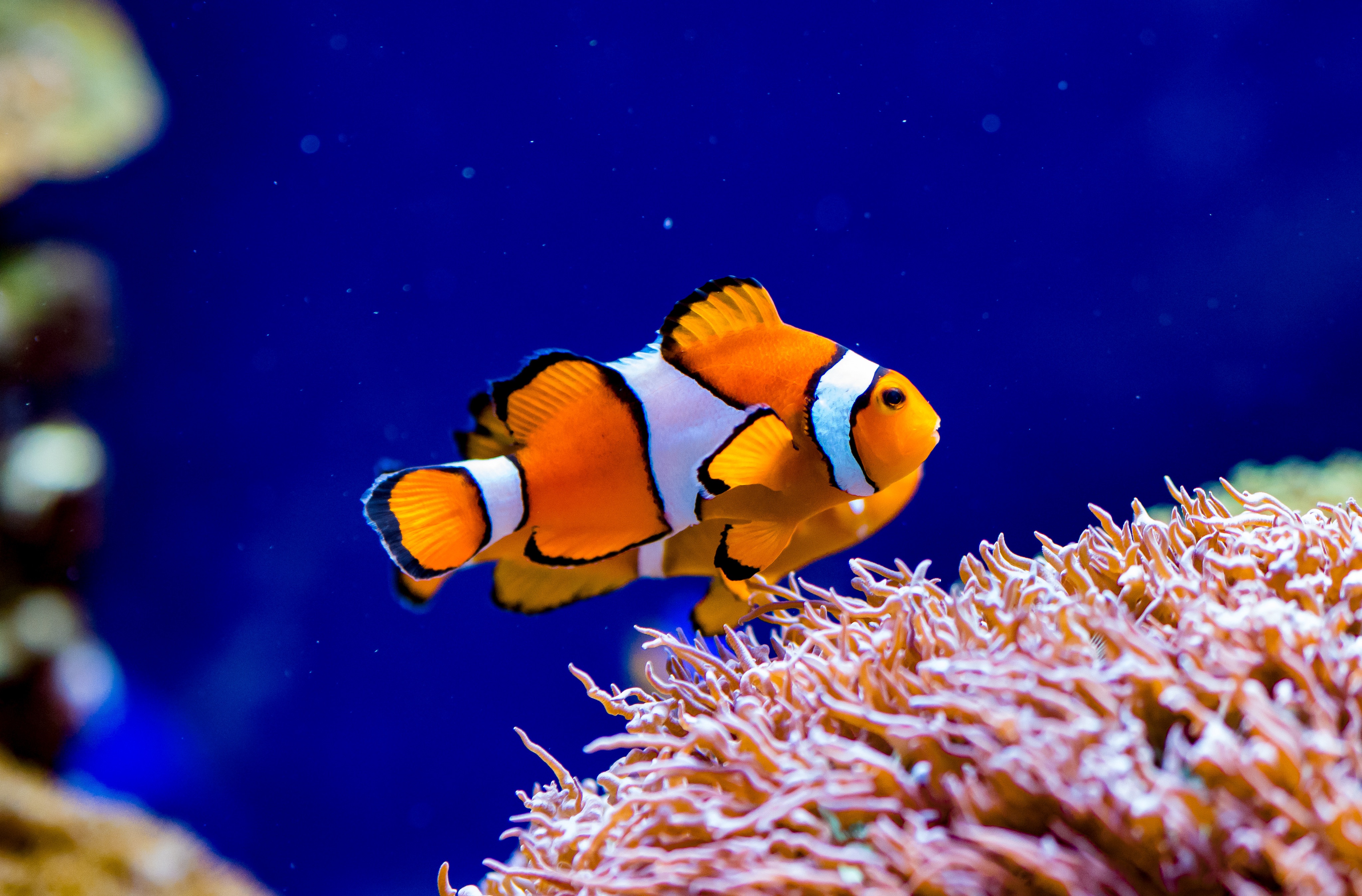 Download mobile wallpaper Fishes, Animal, Clownfish for free.