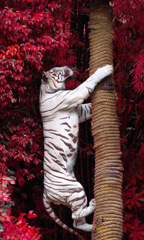 Download mobile wallpaper Cats, Animal, White Tiger for free.