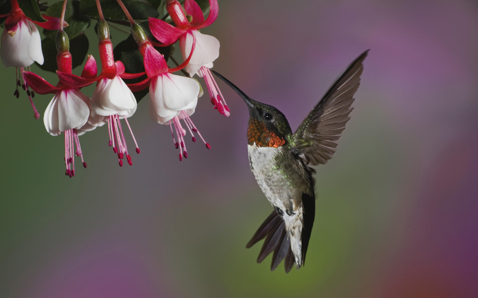 307372 descargar fondo de pantalla colibrí, animales, aves: protectores de pantalla e imágenes gratis