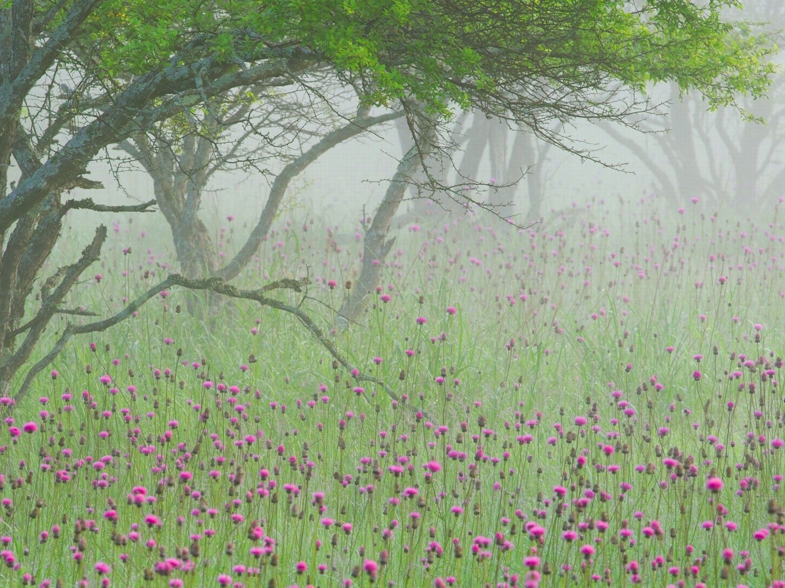 Laden Sie das Natur, Holz, Nebel, Geäst, Zweig, Morgen, Baum, Blumen-Bild kostenlos auf Ihren PC-Desktop herunter