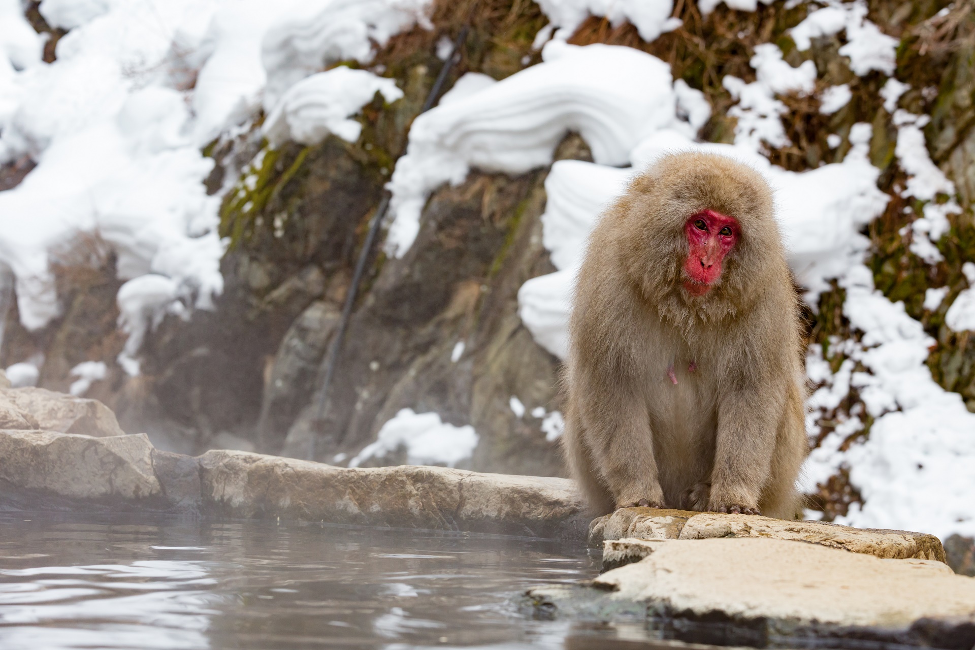 Download mobile wallpaper Monkeys, Animal, Japanese Macaque for free.