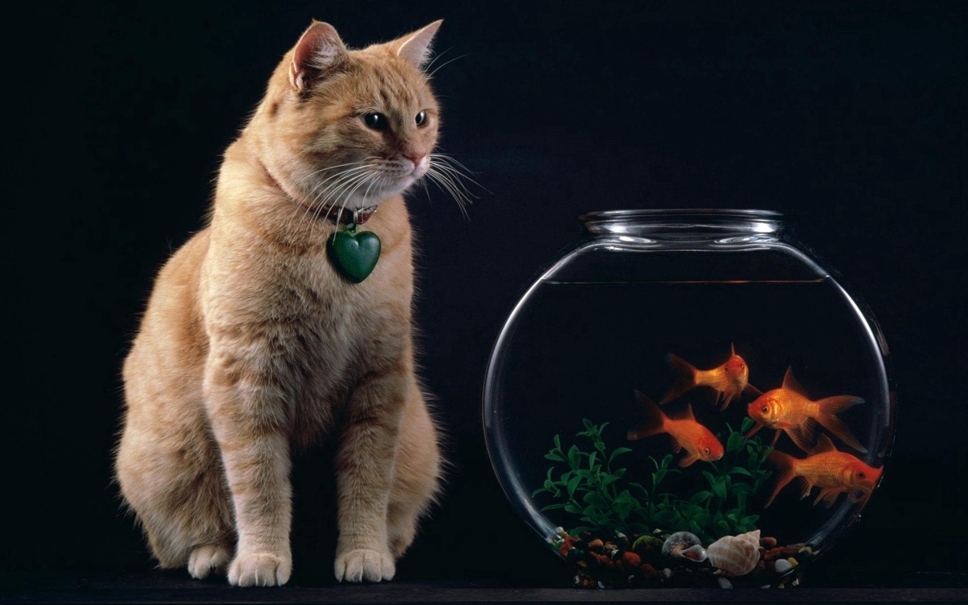 154771 descargar imagen gato, animales, peces, suspensión, un corazón, corazón, acuario: fondos de pantalla y protectores de pantalla gratis