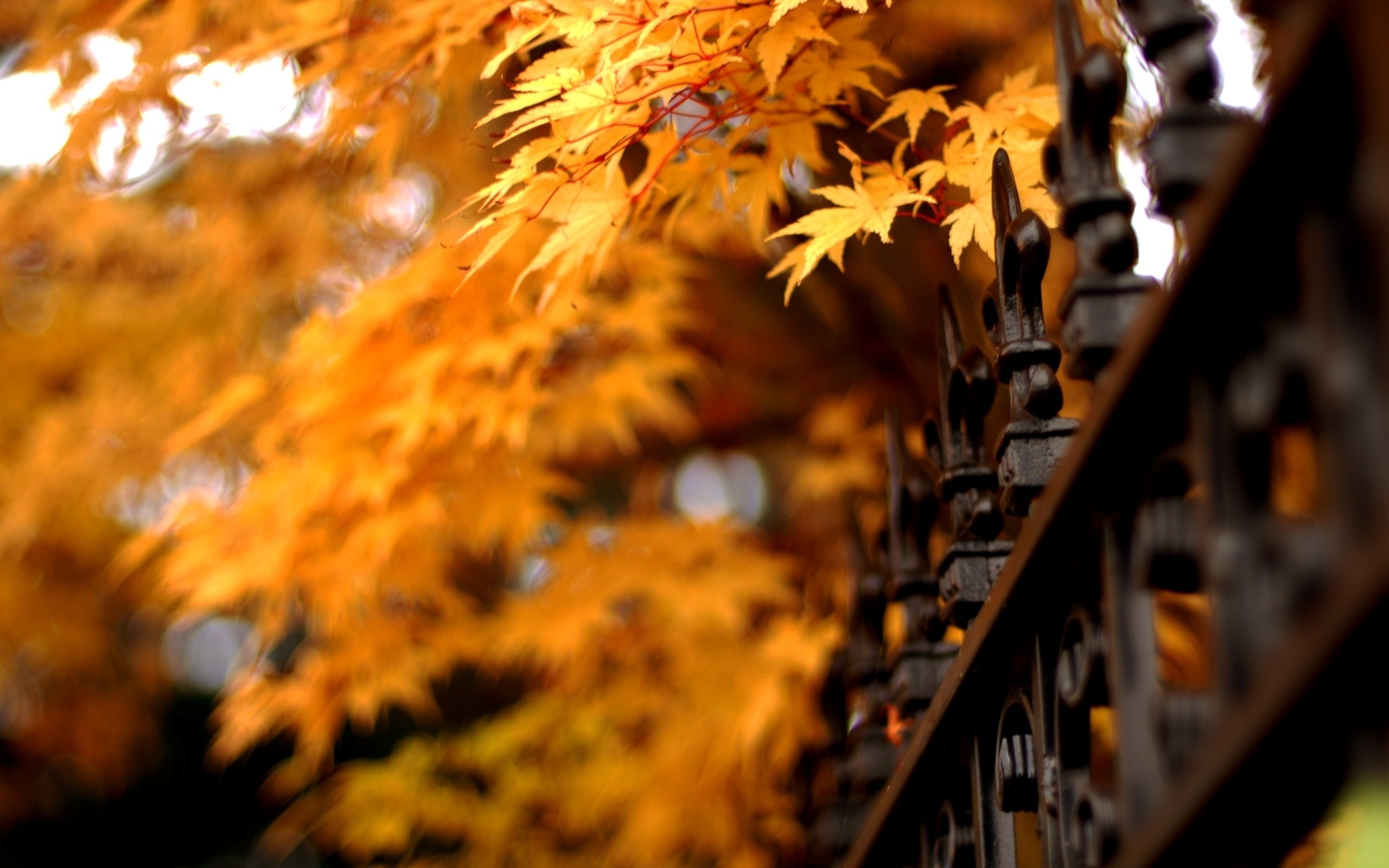 Free download wallpaper Nature, Fall, Fence, Season, Man Made on your PC desktop