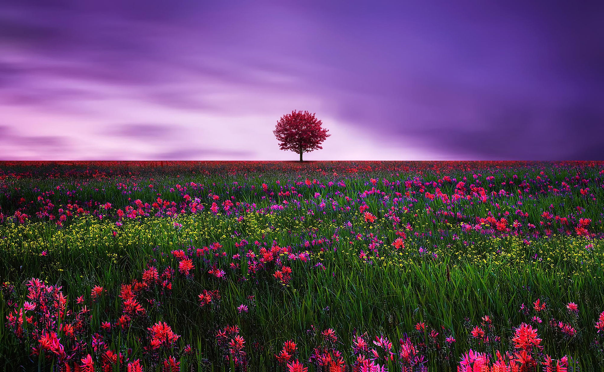 Download mobile wallpaper Trees, Pink, Flower, Tree, Earth, Field, Lonely Tree for free.