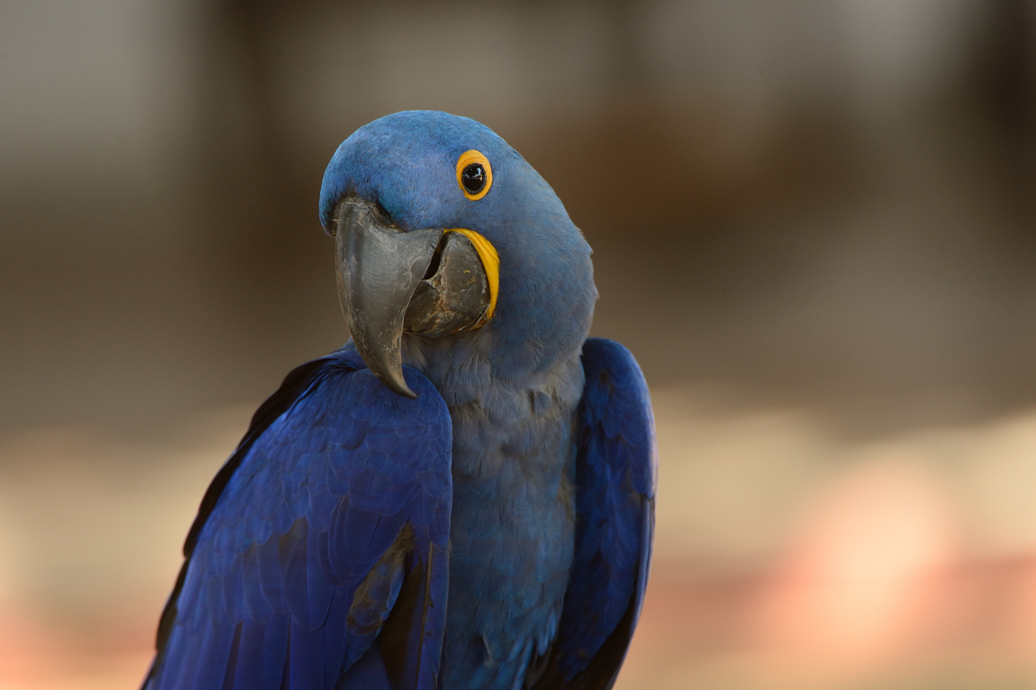 302920 baixar papel de parede animais, arara azul, aves - protetores de tela e imagens gratuitamente