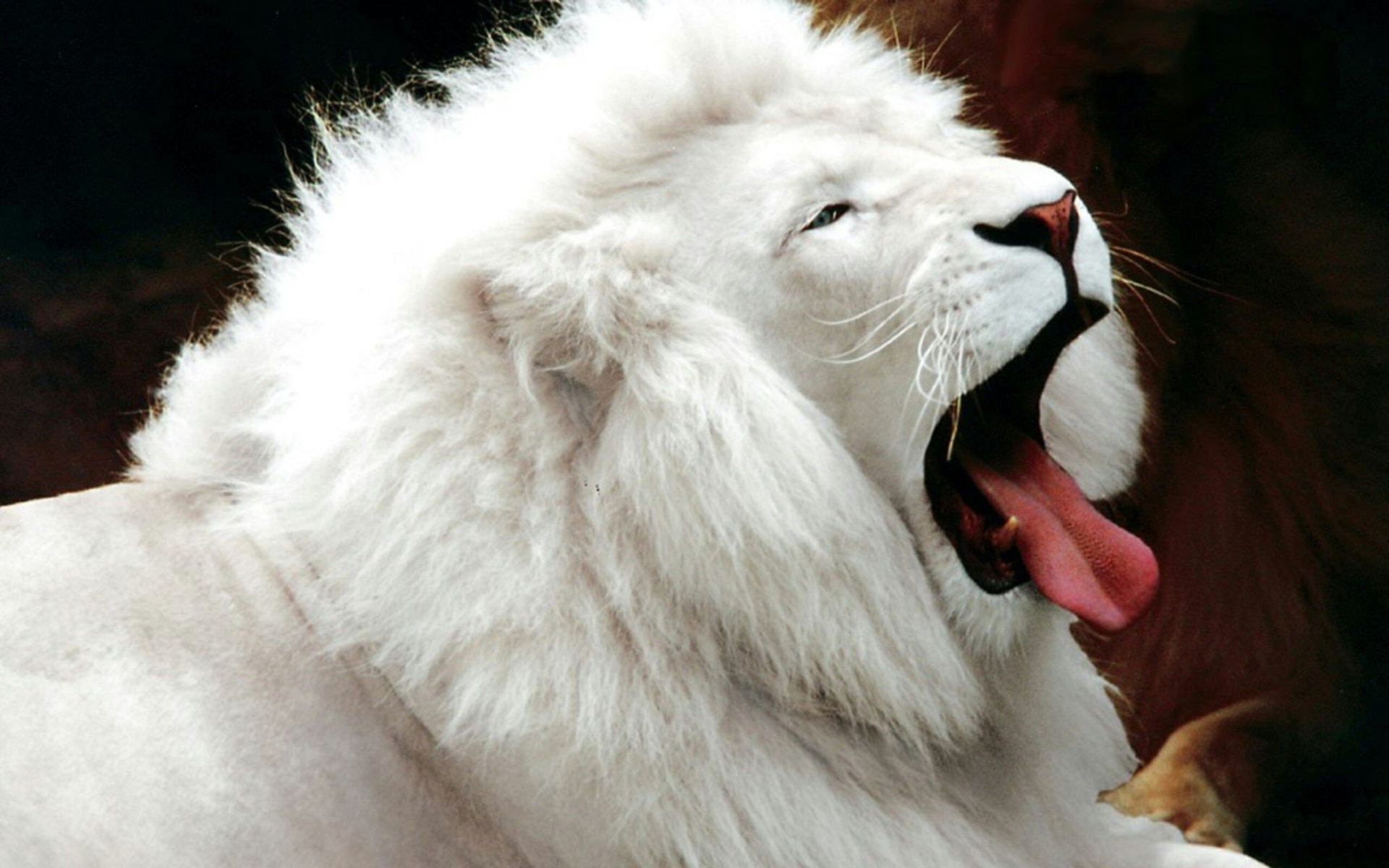 Die besten Weißer Löwe-Hintergründe für den Telefonbildschirm
