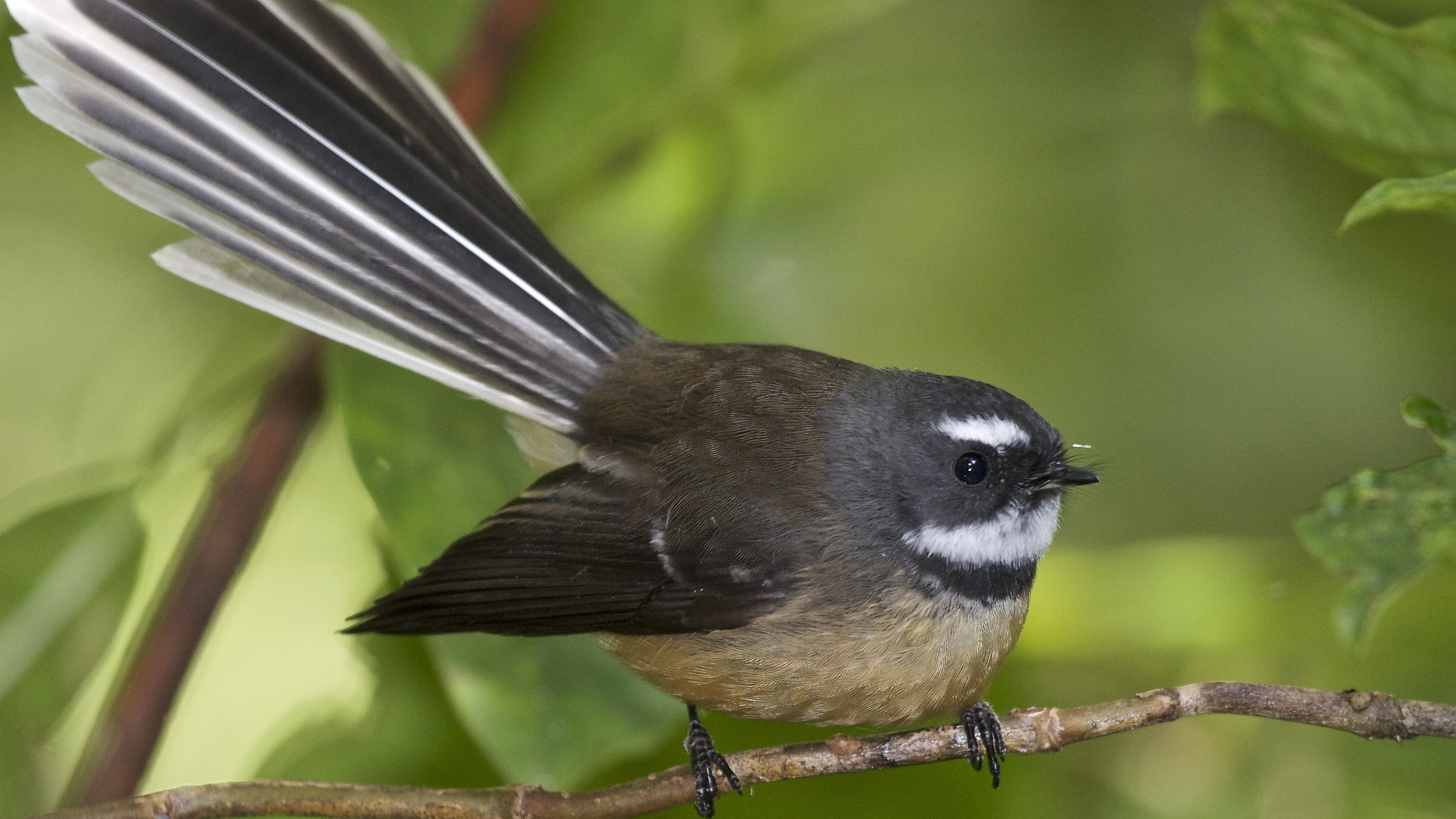 Descarga gratuita de fondo de pantalla para móvil de Animales, Aves, Ave.