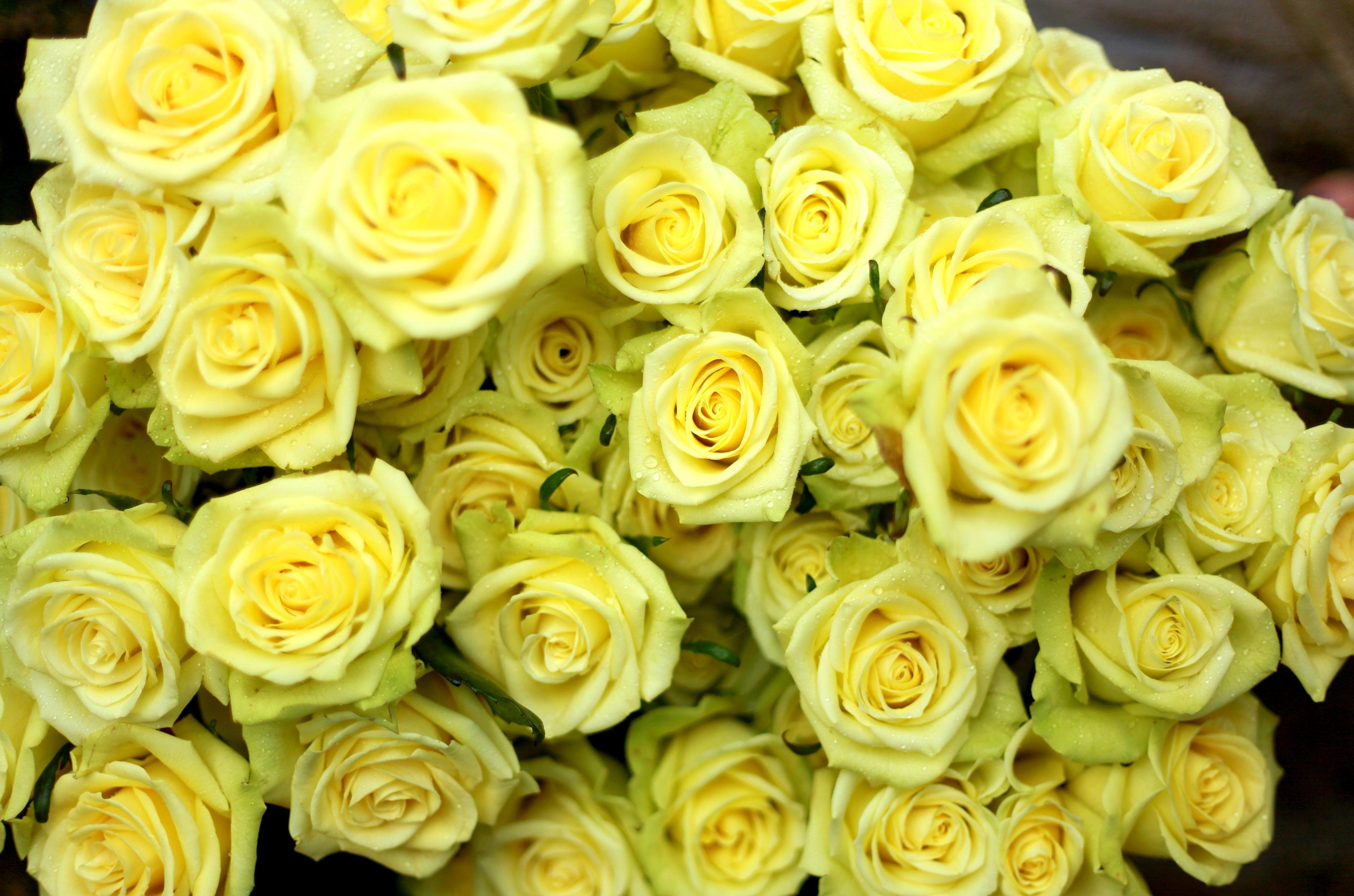 flowers, roses, drops, yellow, wet, bouquet
