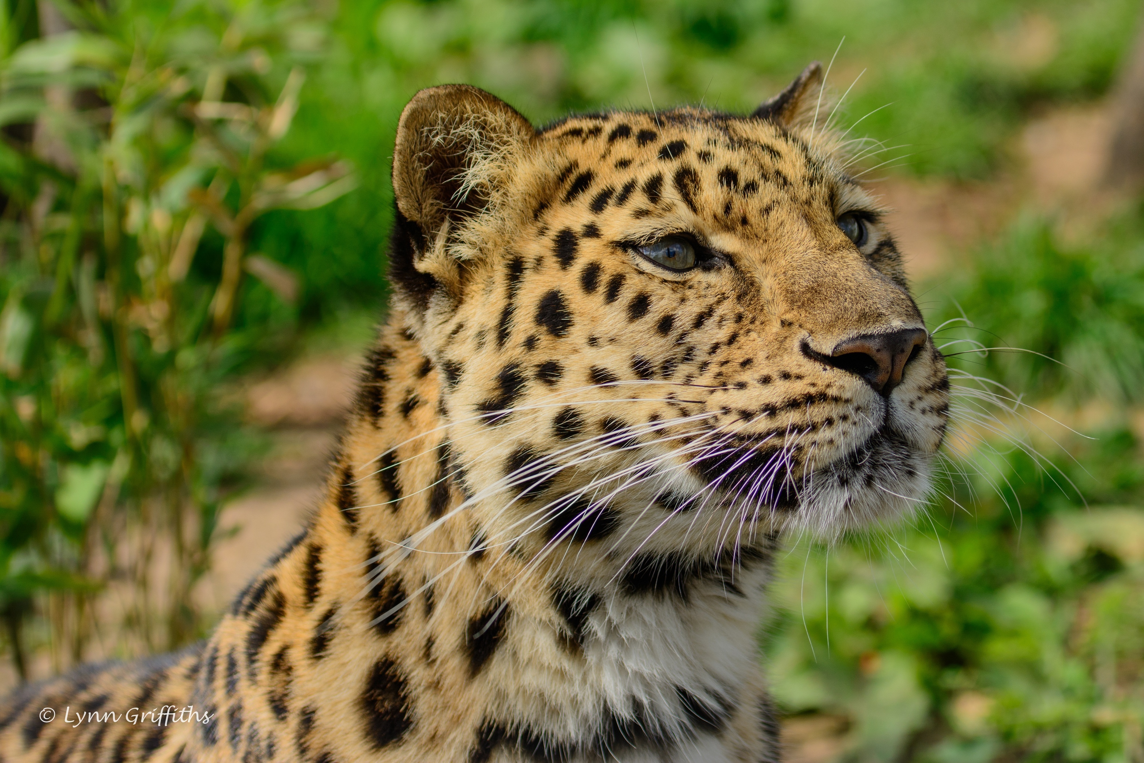63380 descargar fondo de pantalla animales, el leopardo de amur, leopardo de amur, bozal, depredador, gato salvaje, gato montés: protectores de pantalla e imágenes gratis