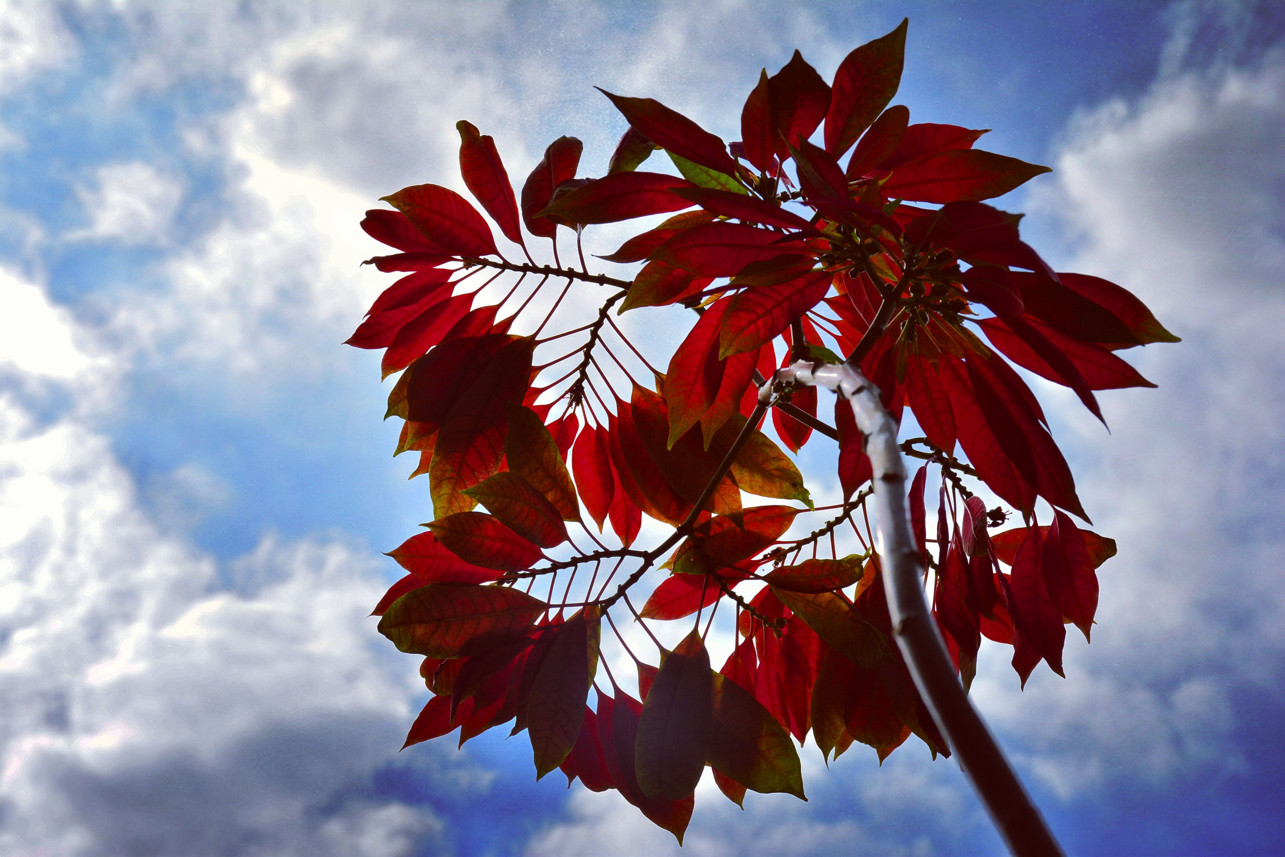 Free download wallpaper Sky, Leaf, Branch, Earth, Cloud on your PC desktop