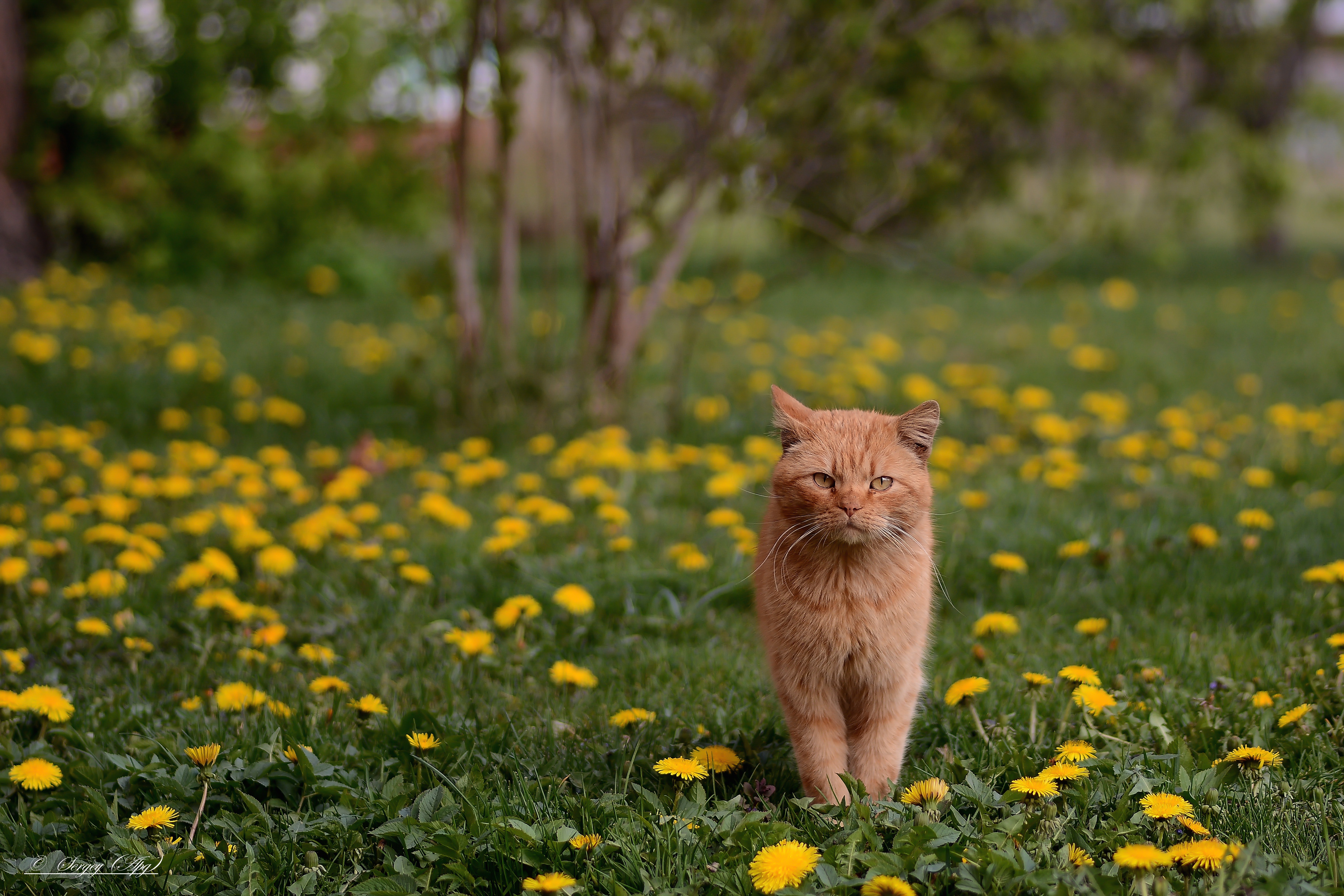 Download mobile wallpaper Cats, Cat, Animal, Dandelion, Depth Of Field for free.