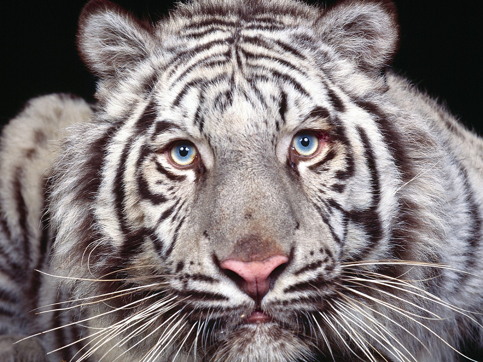 158637壁紙のダウンロード動物, ホワイトタイガー, 虎, 猫-スクリーンセーバーと写真を無料で