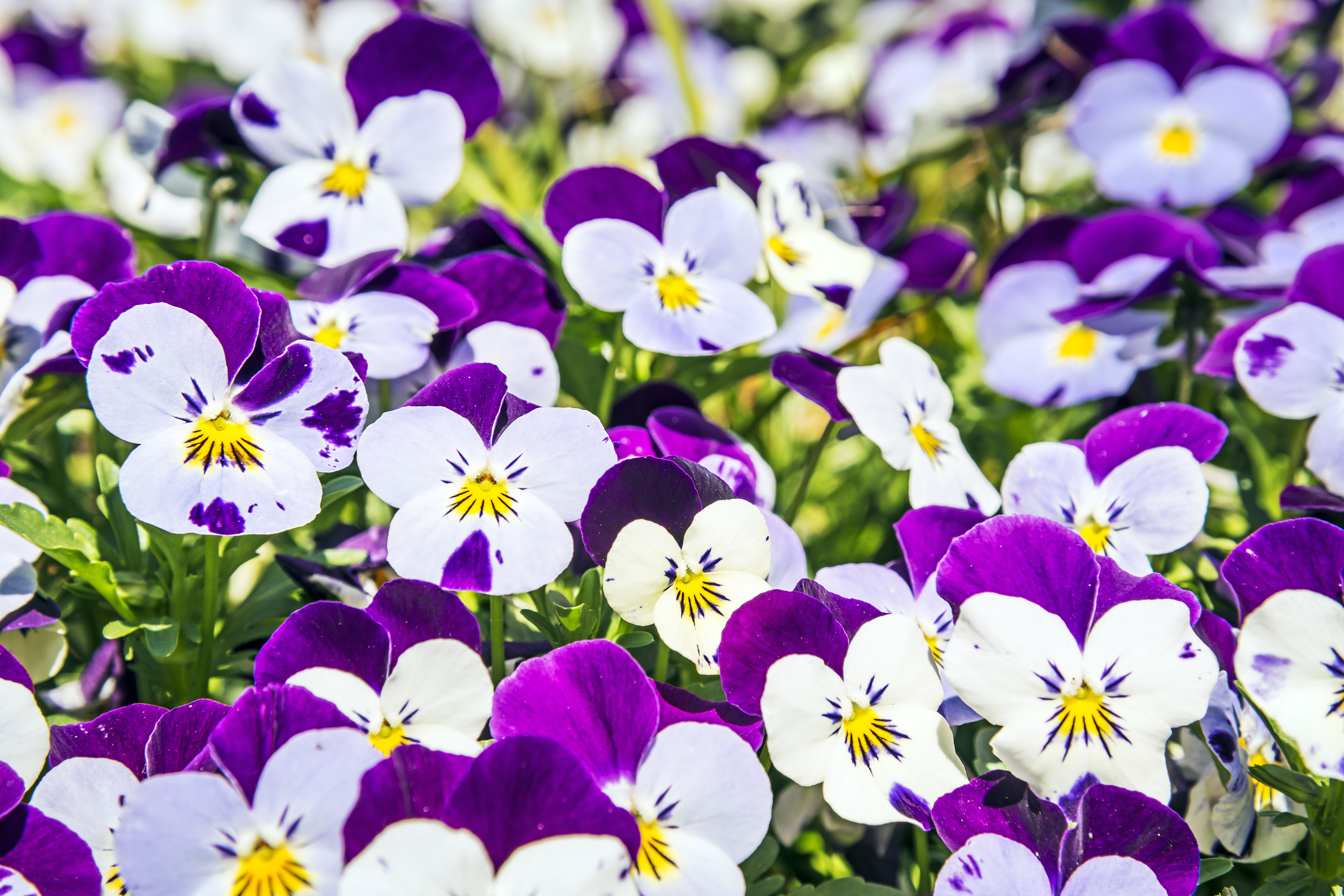 Descarga gratis la imagen Flores, Flor, Flor Blanca, Flor Purpura, Tierra/naturaleza, Viola × Wittrockiana en el escritorio de tu PC
