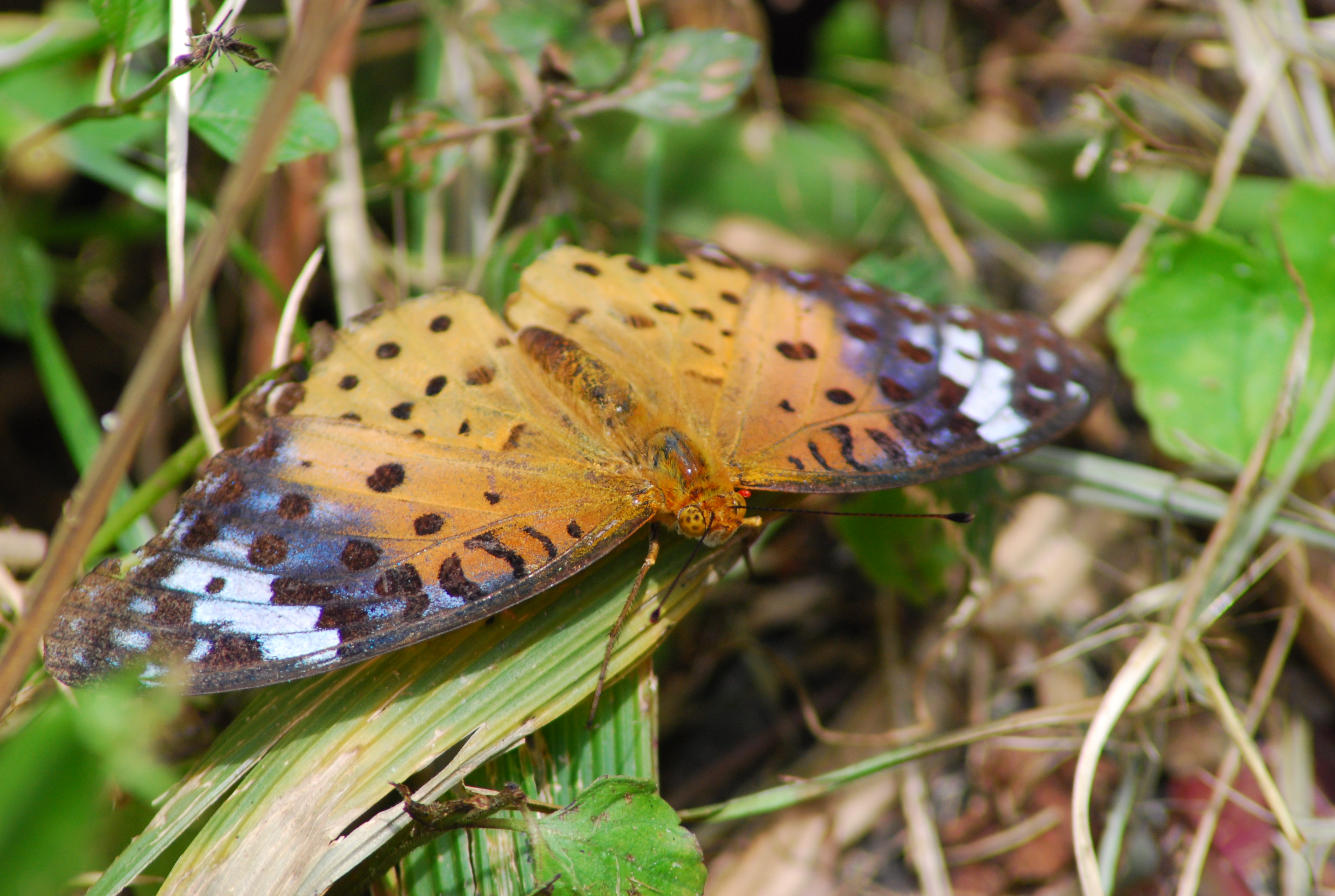 Free download wallpaper Butterfly, Animal on your PC desktop