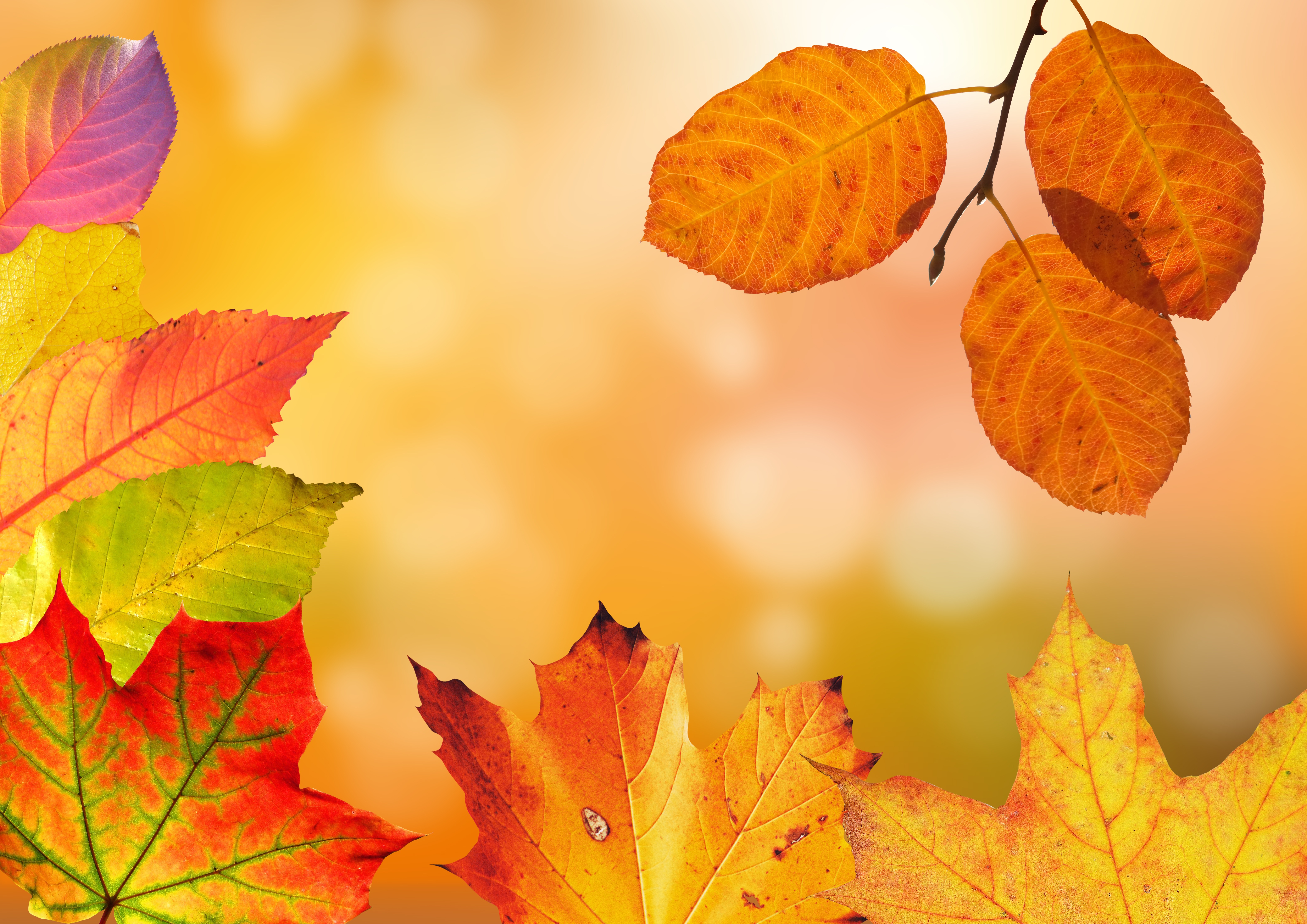 Download mobile wallpaper Nature, Leaf, Fall, Earth for free.