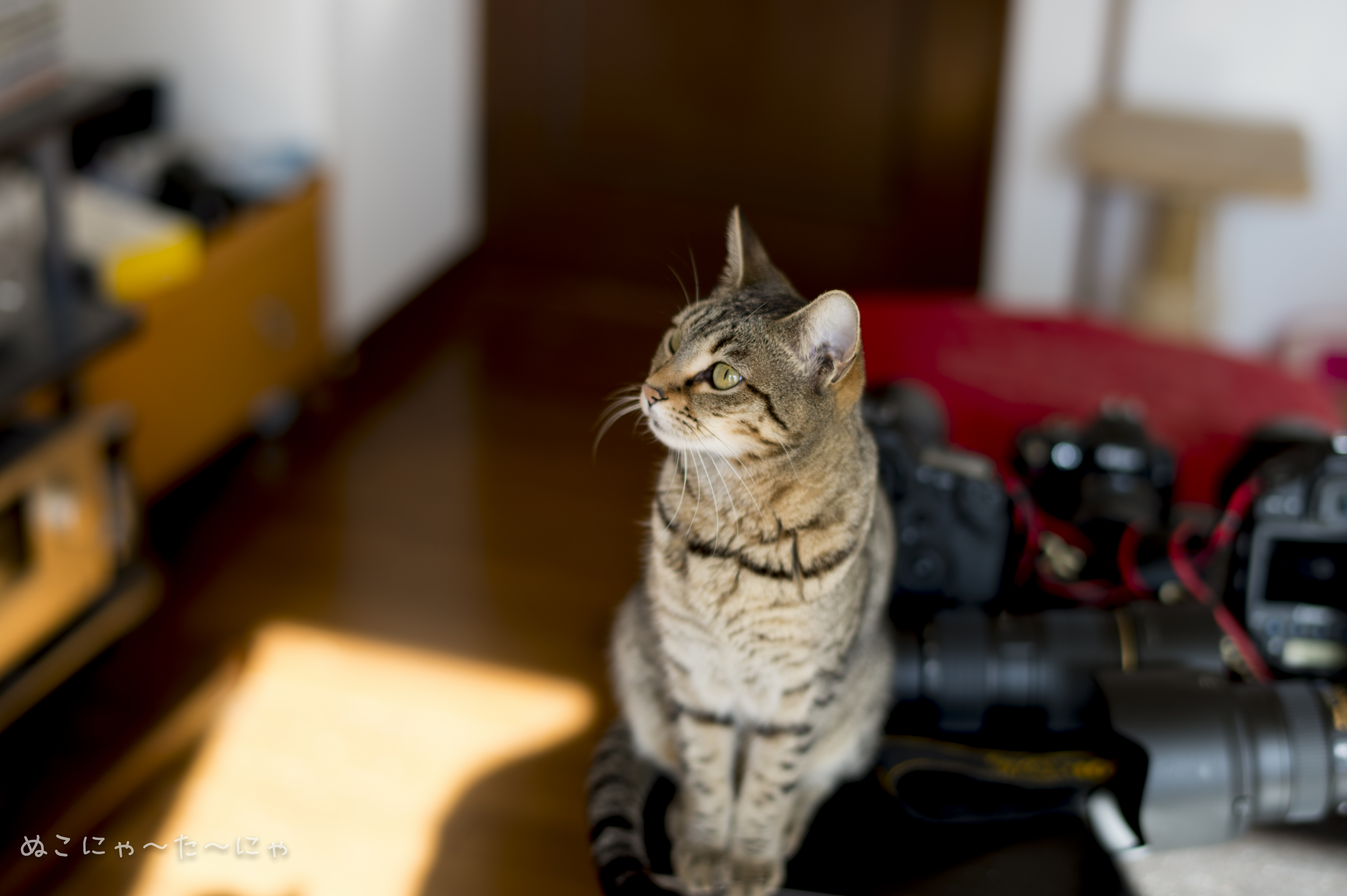 Baixe gratuitamente a imagem Animais, Gatos, Gato, Quarto, Bokeh, Câmera na área de trabalho do seu PC