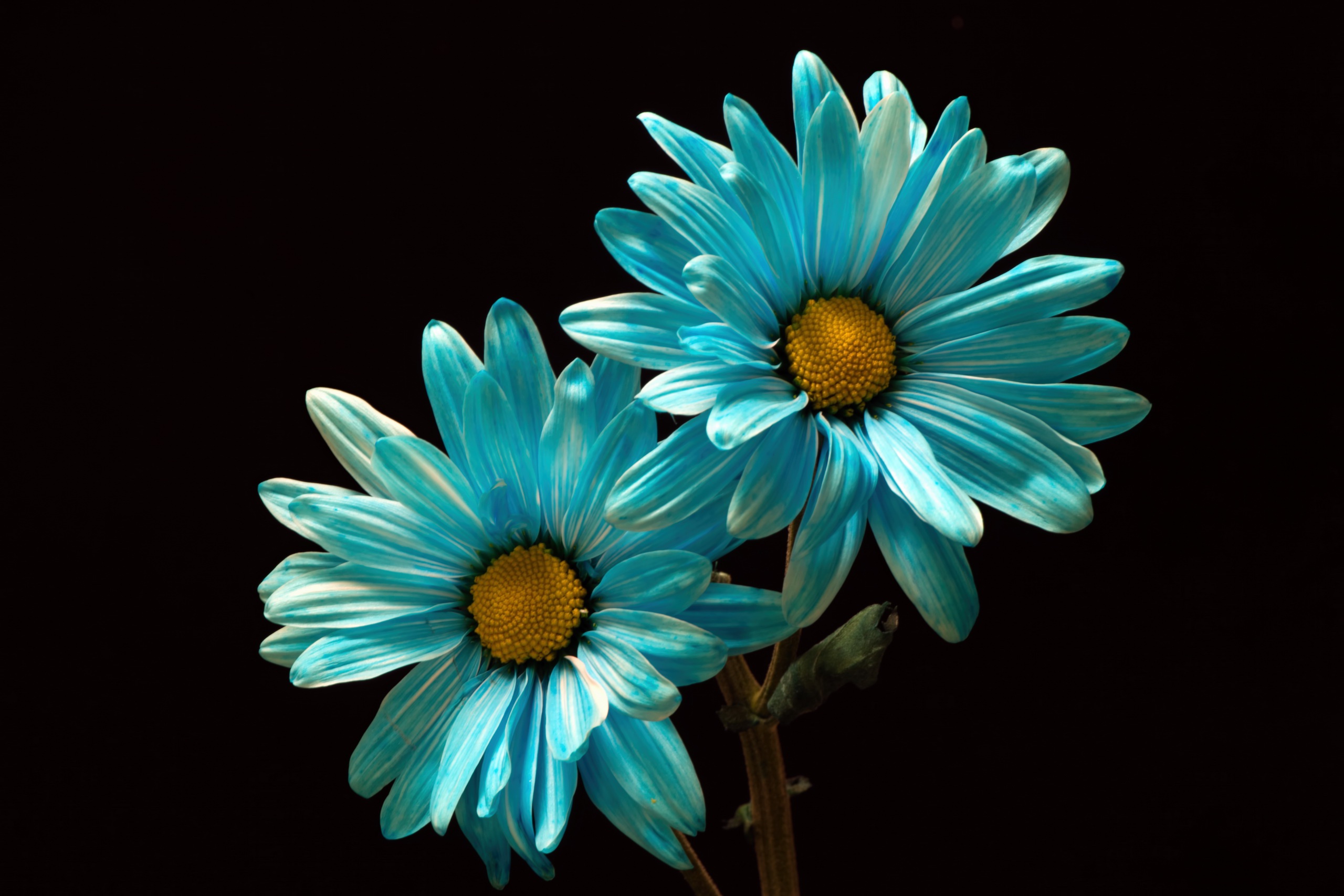 Download mobile wallpaper Flowers, Flower, Macro, Earth, Blue Flower for free.