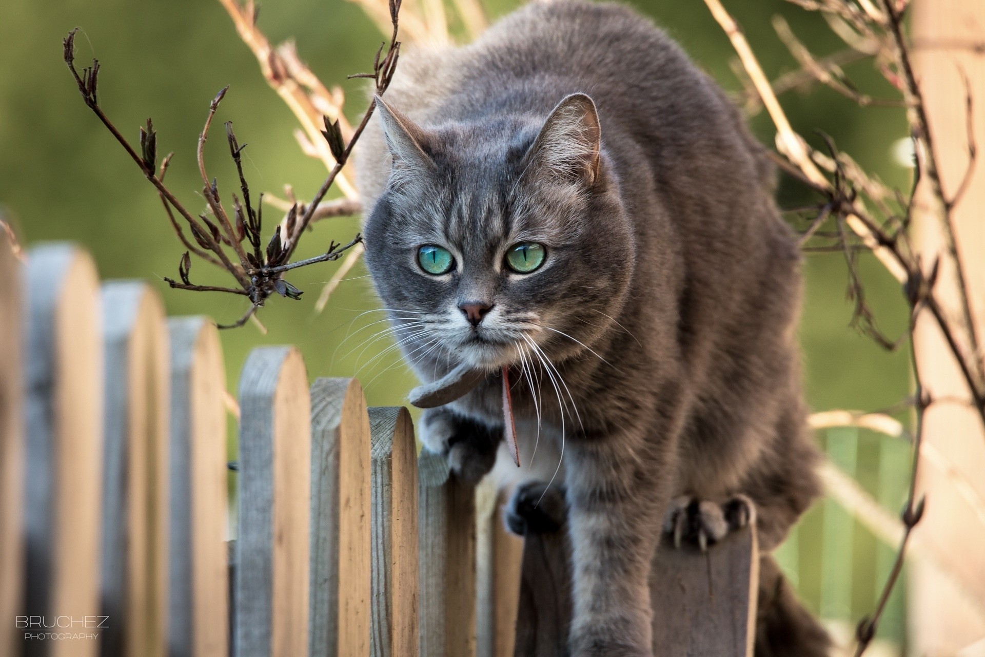 Laden Sie das Katze, Geäst, Zweige, Zaun, Schnauze, Tiere-Bild kostenlos auf Ihren PC-Desktop herunter