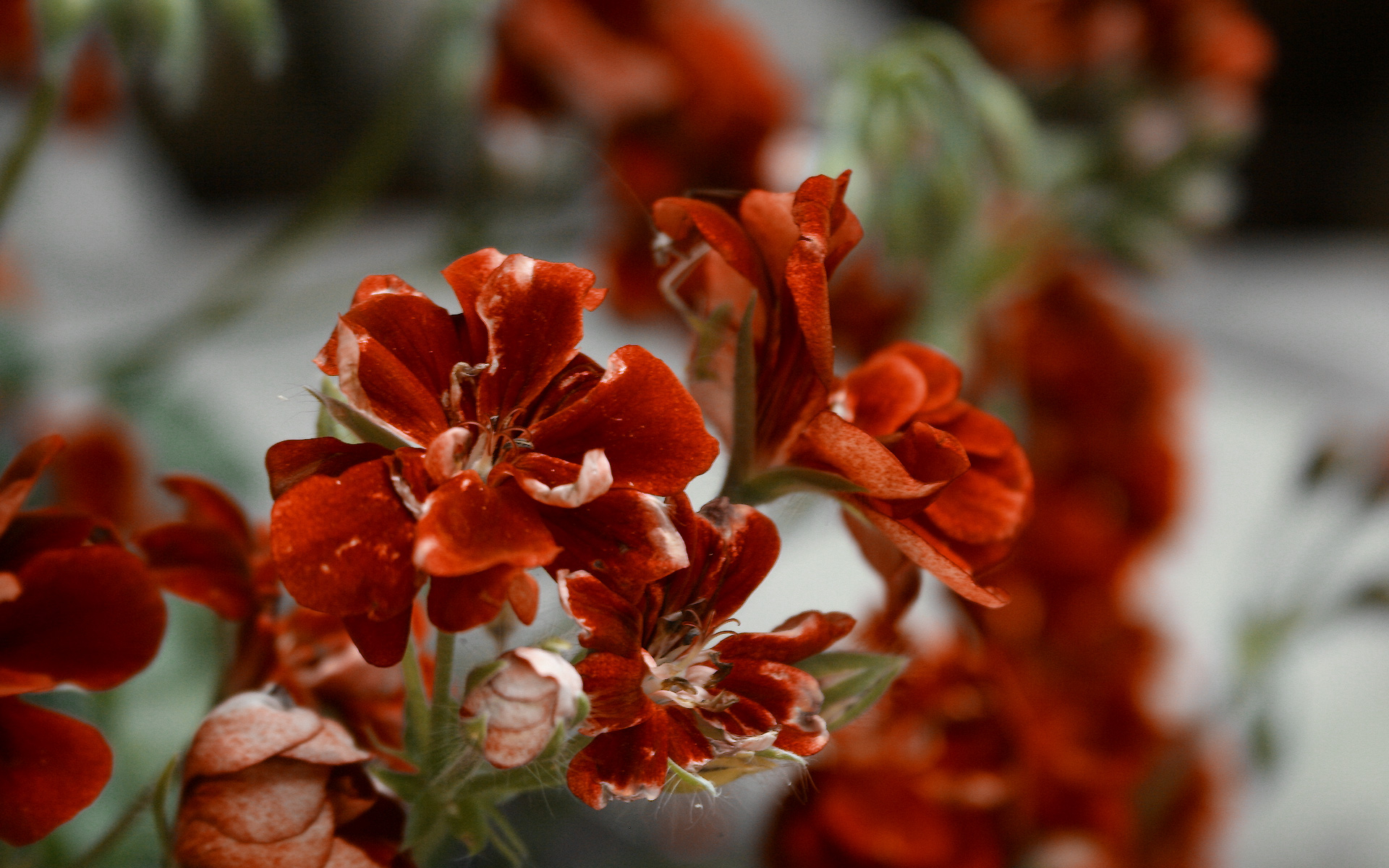 Descarga gratis la imagen Flores, Flor, Tierra/naturaleza en el escritorio de tu PC