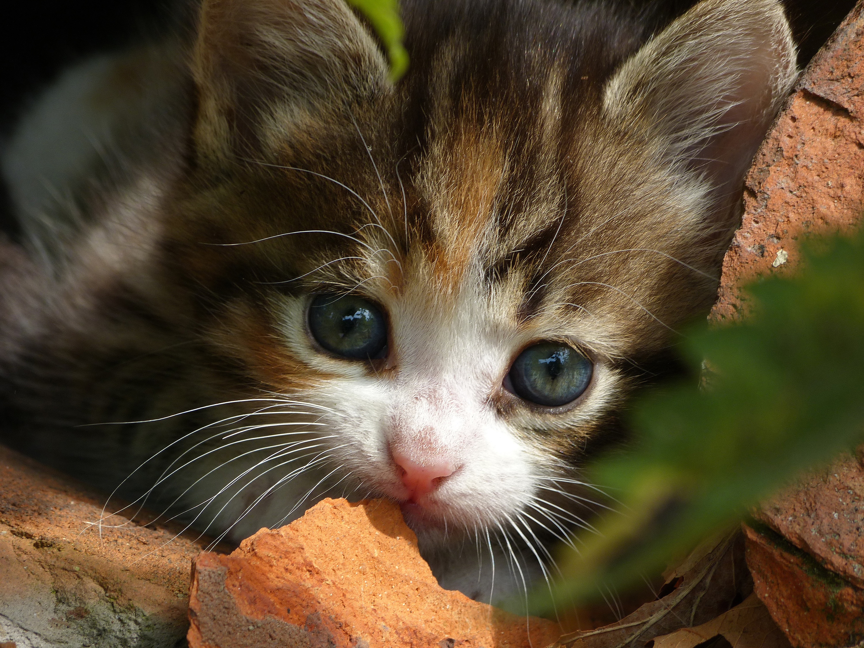 Handy-Wallpaper Tiere, Katzen, Katze, Kätzchen, Tierbaby kostenlos herunterladen.