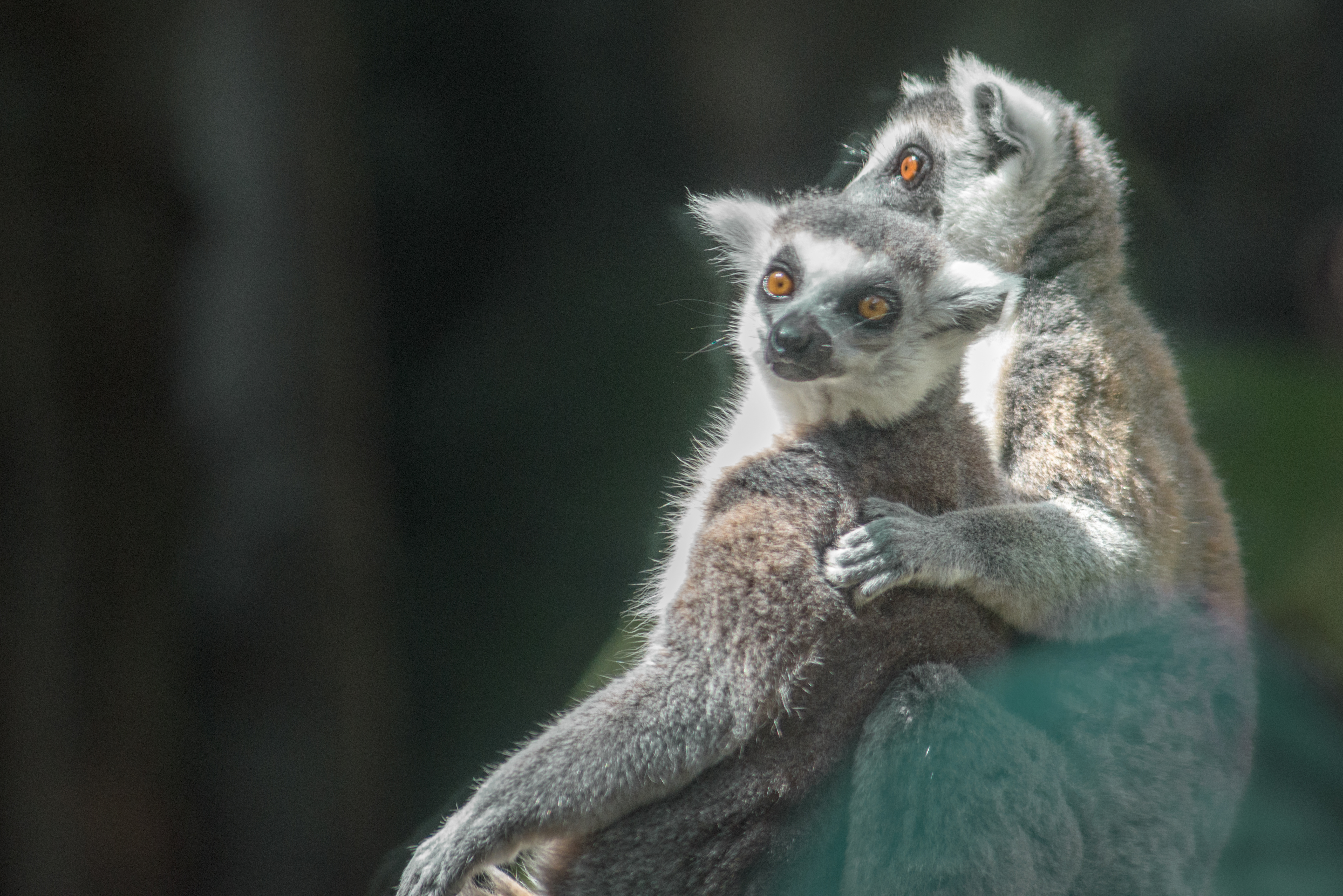 1526656 Bildschirmschoner und Hintergrundbilder Lemur auf Ihrem Telefon. Laden Sie  Bilder kostenlos herunter