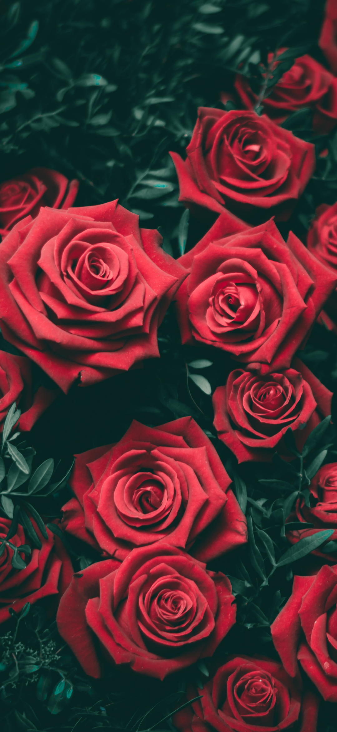 Download mobile wallpaper Flowers, Flower, Rose, Earth, Red Rose, Red Flower for free.