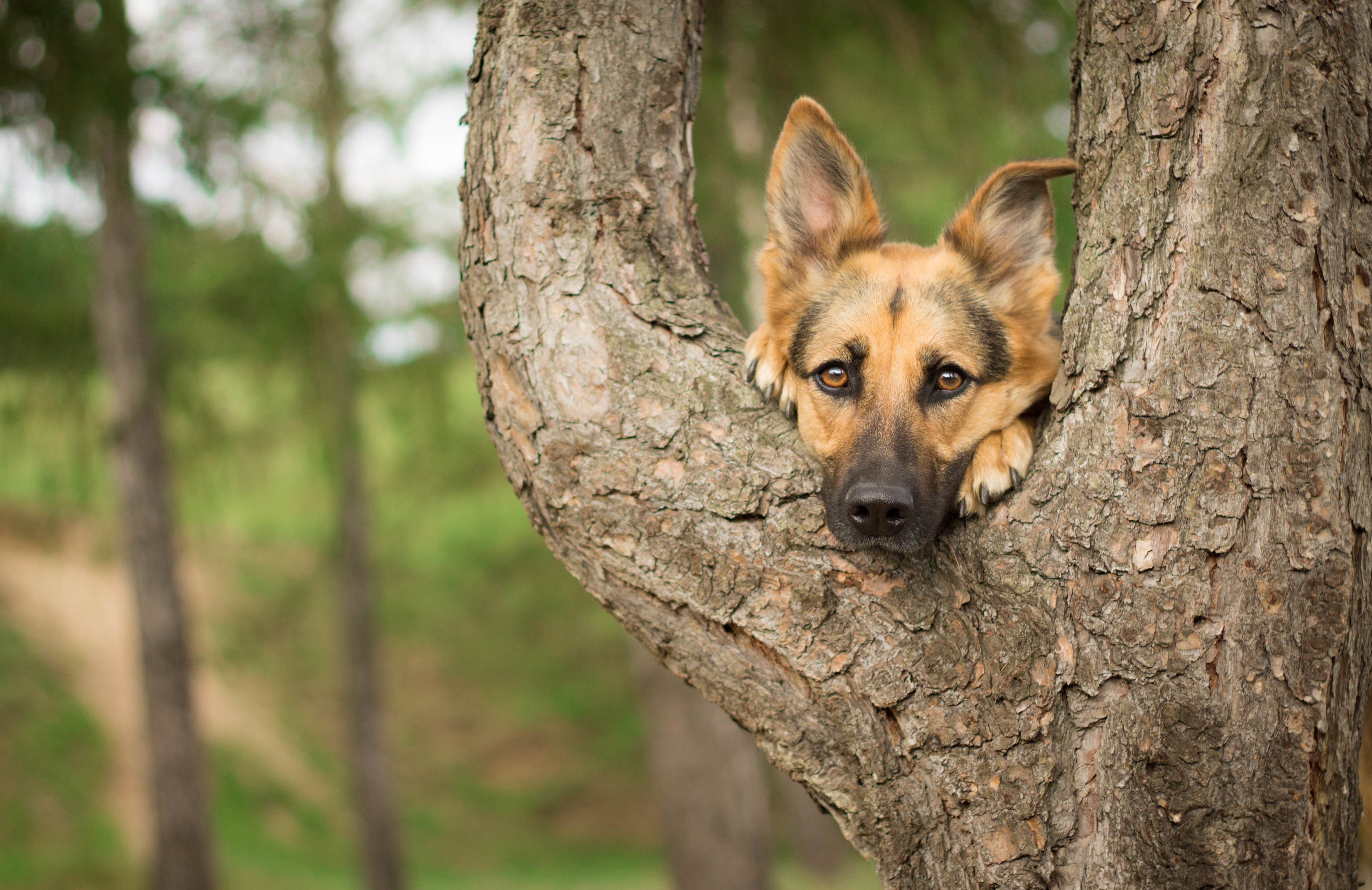 Download mobile wallpaper Dogs, Dog, Close Up, Animal, Bokeh, Cute, German Shepherd for free.