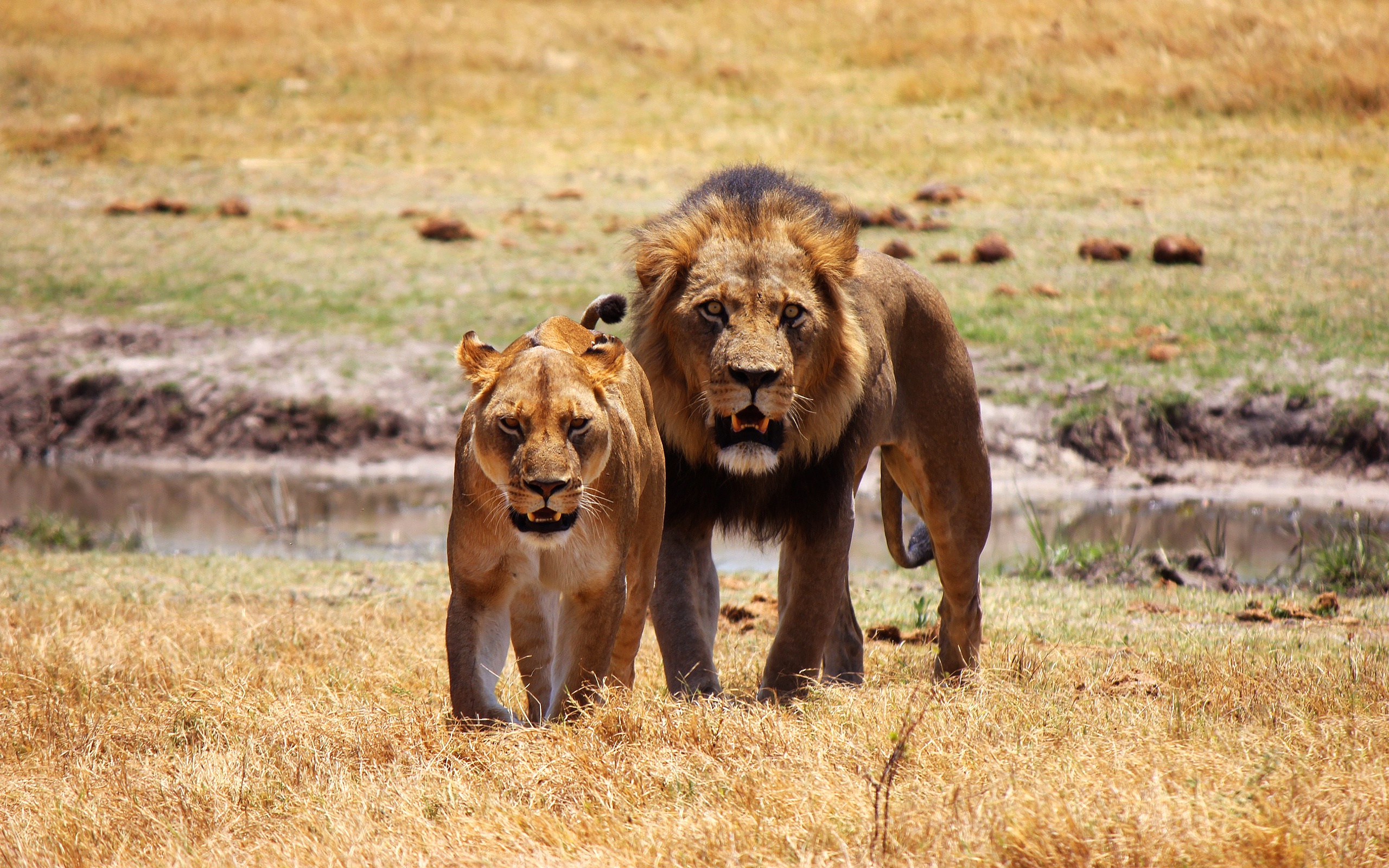 Téléchargez des papiers peints mobile Animaux, Chats, Lion gratuitement.