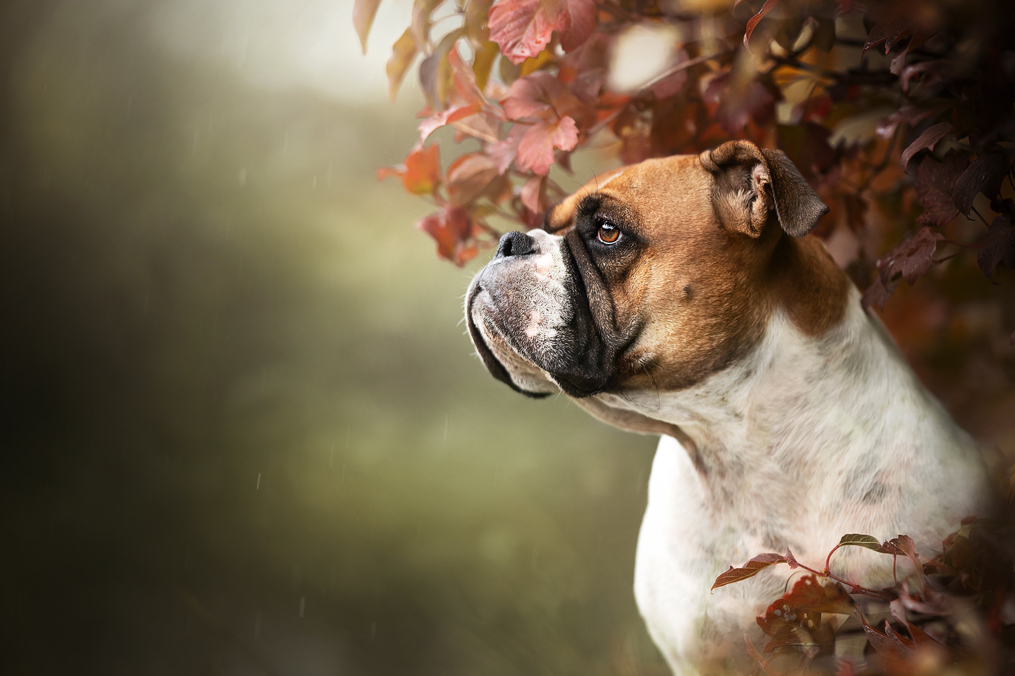 Baixar papel de parede para celular de Animais, Cães, Cão, Boxer, Boxer (Cão) gratuito.