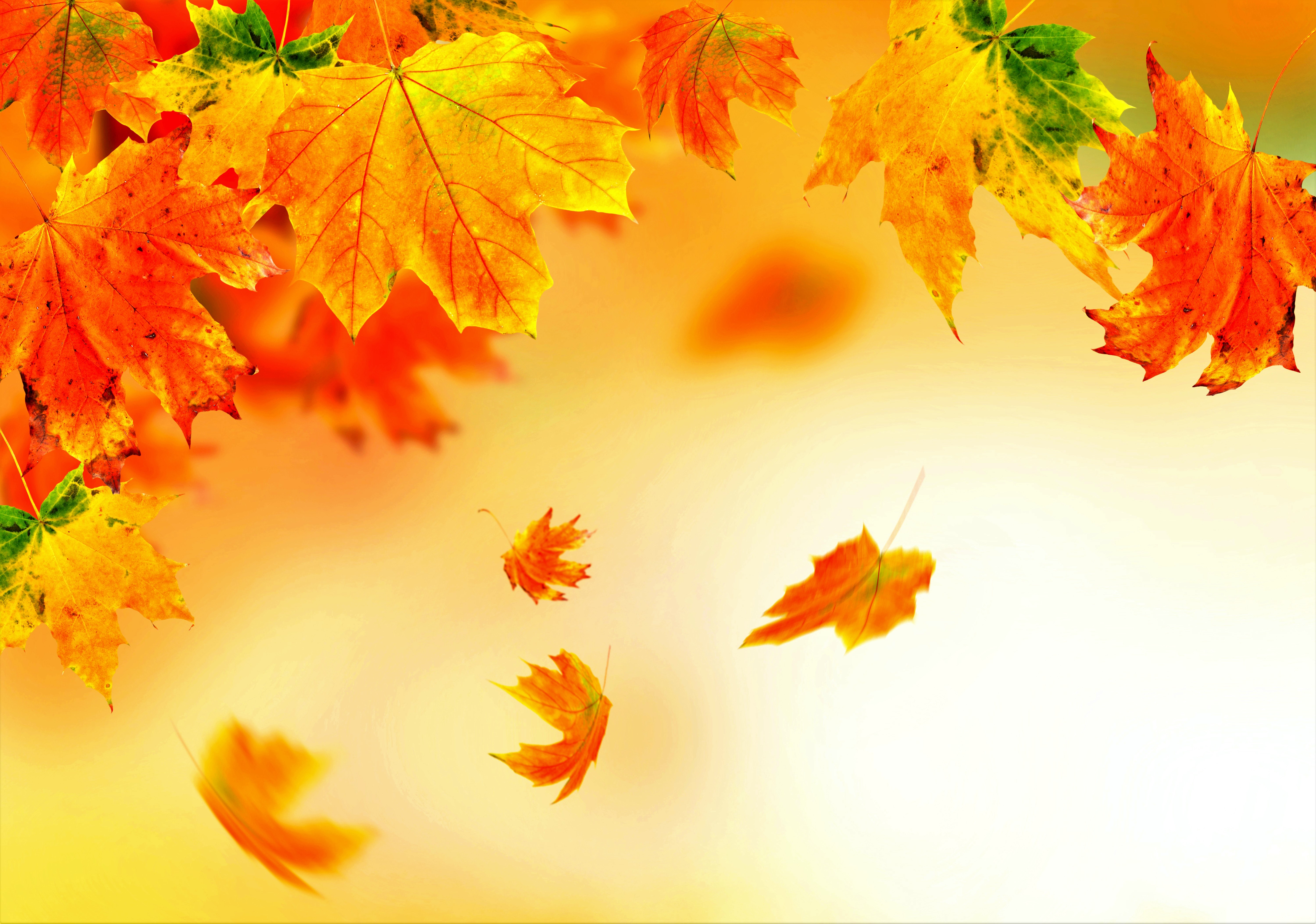871031 скачать картинку лист, осень, красочный, земля/природа, падение - обои и заставки бесплатно