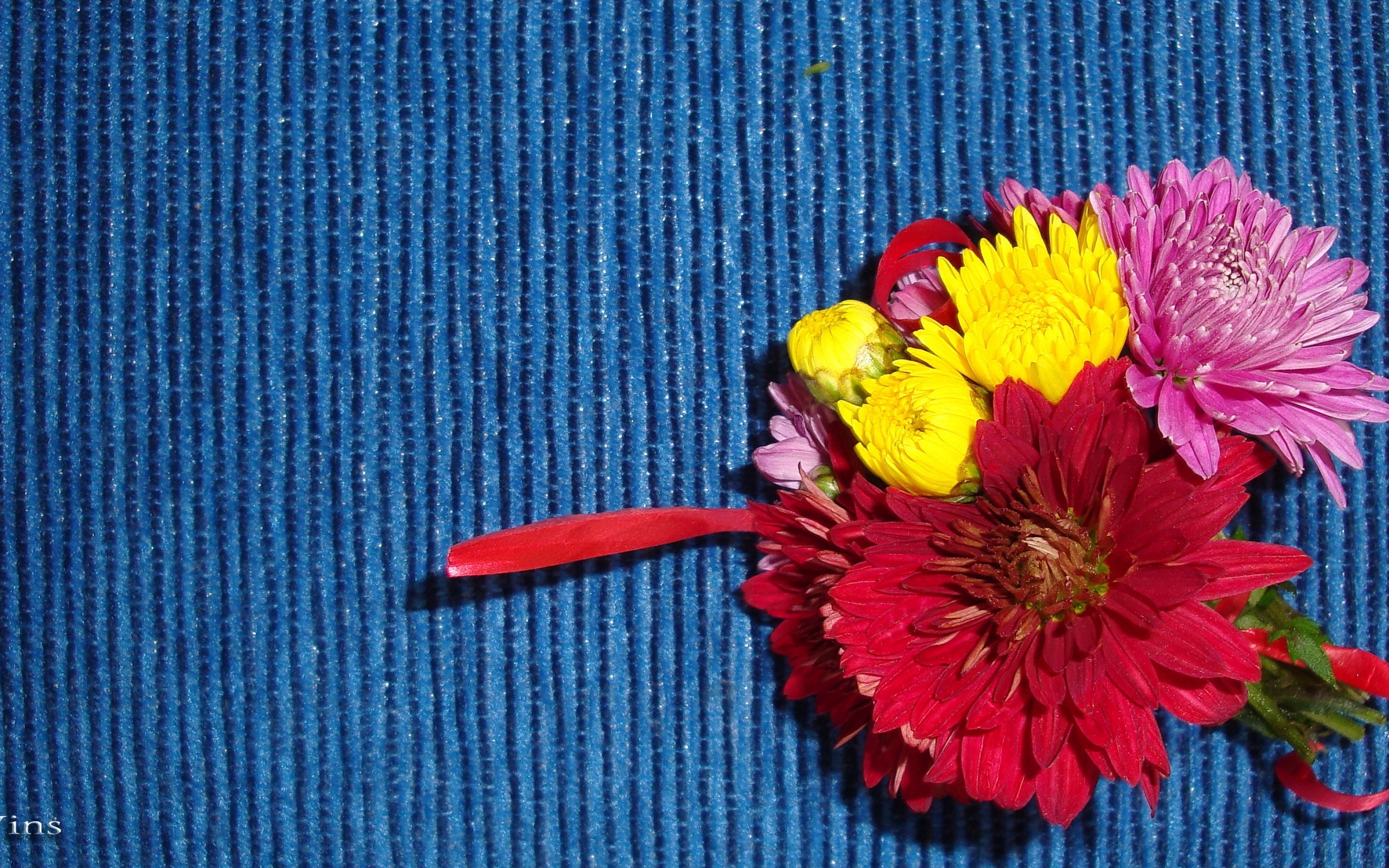 Скачати мобільні шпалери Рослини, Квіти безкоштовно.