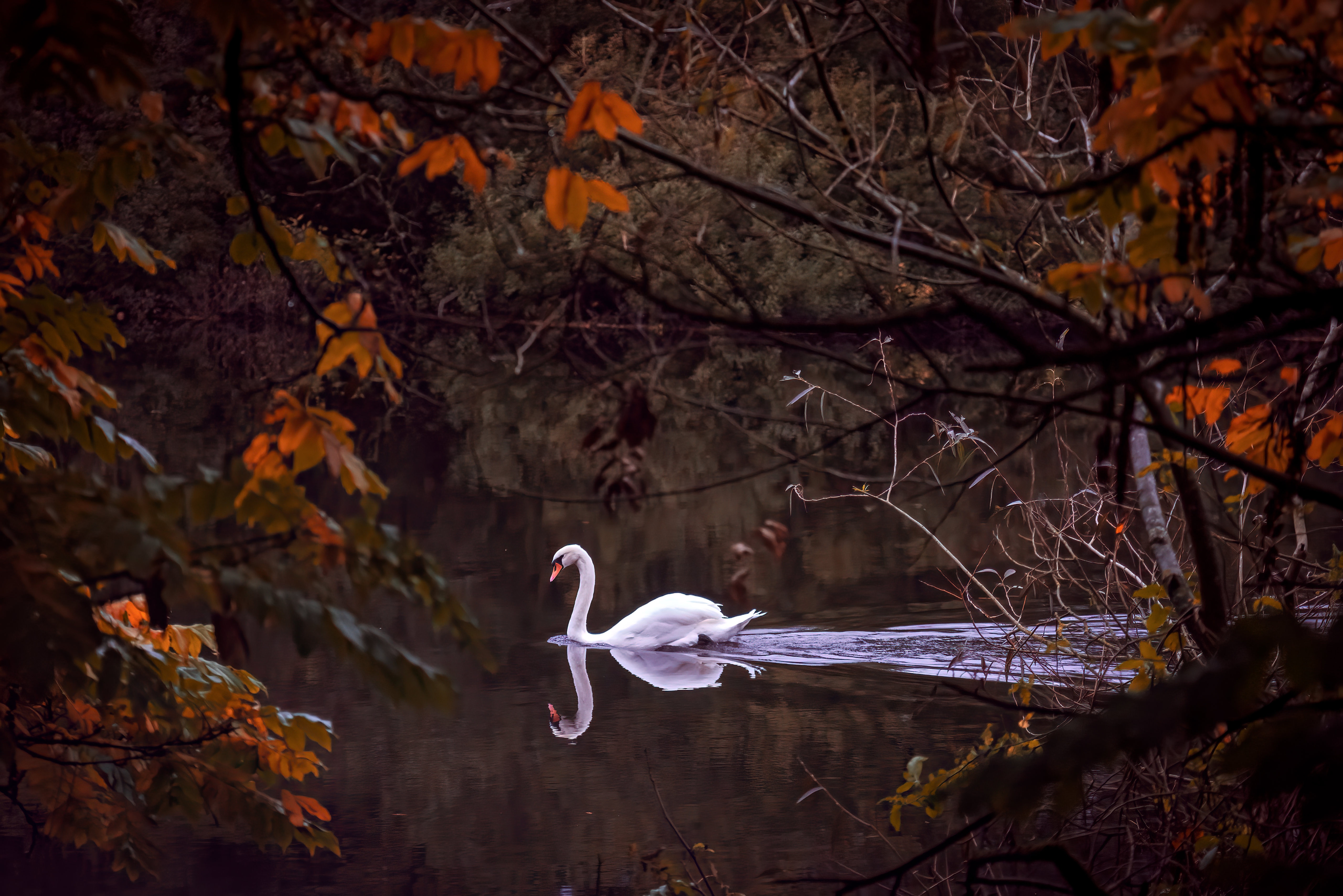 Téléchargez des papiers peints mobile Animaux, Oiseau, Cygne, Des Oiseaux, Réflection, Cygne Tuberculé gratuitement.