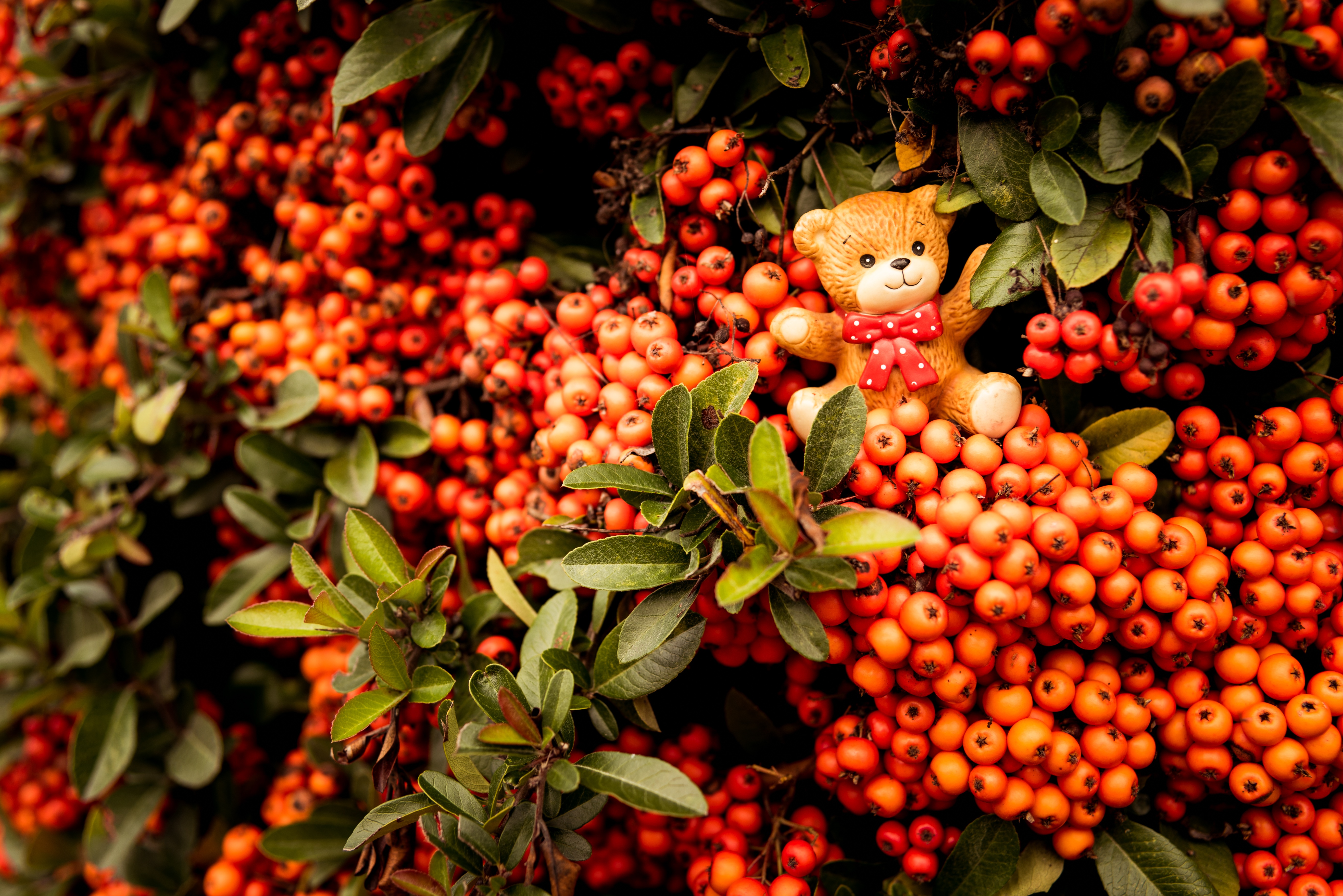 berries, miscellanea, miscellaneous, branches, bear, toy, bunch, rowan cell phone wallpapers