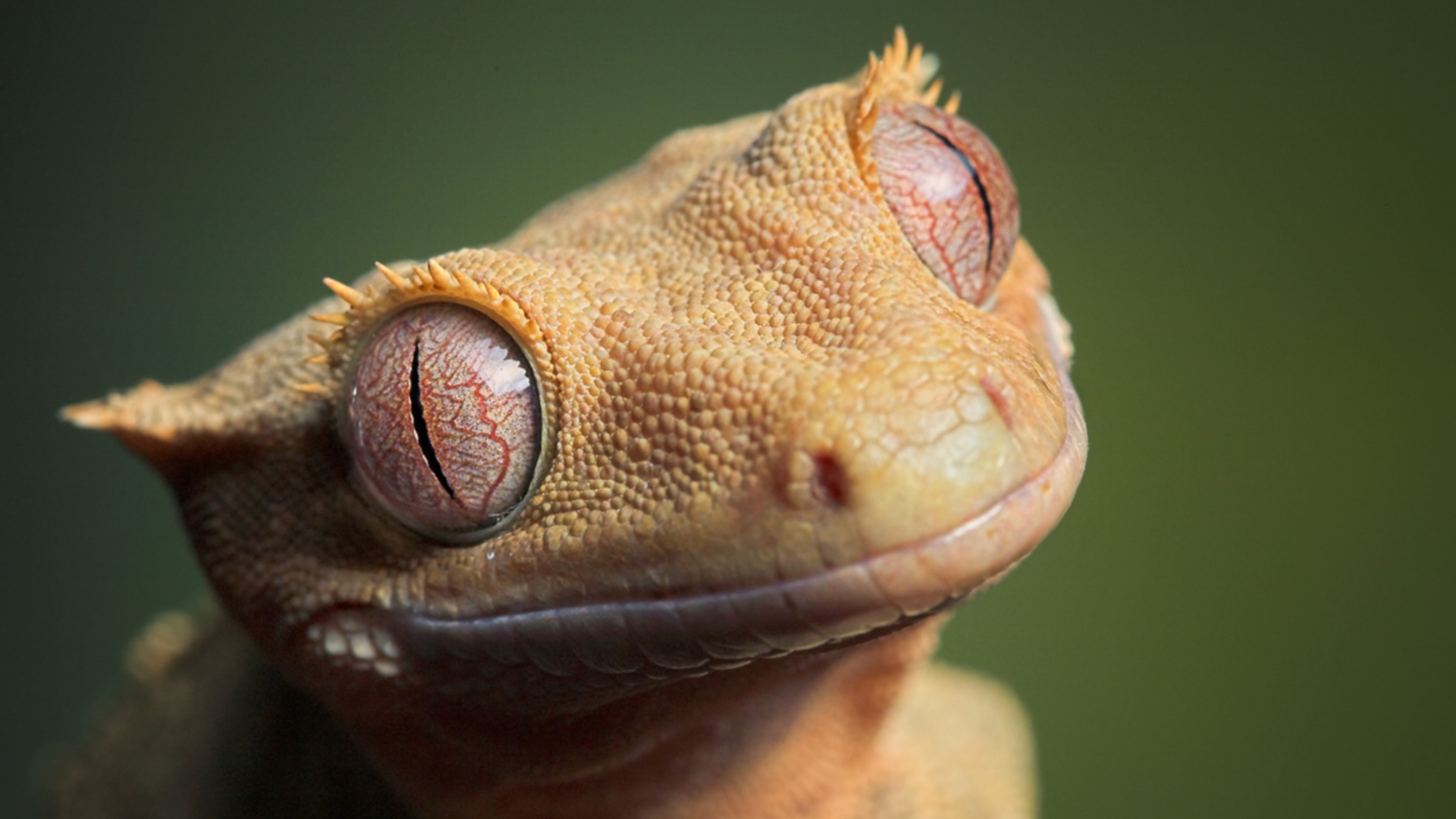 Handy-Wallpaper Tiere, Reptil, Auge, Gecko kostenlos herunterladen.