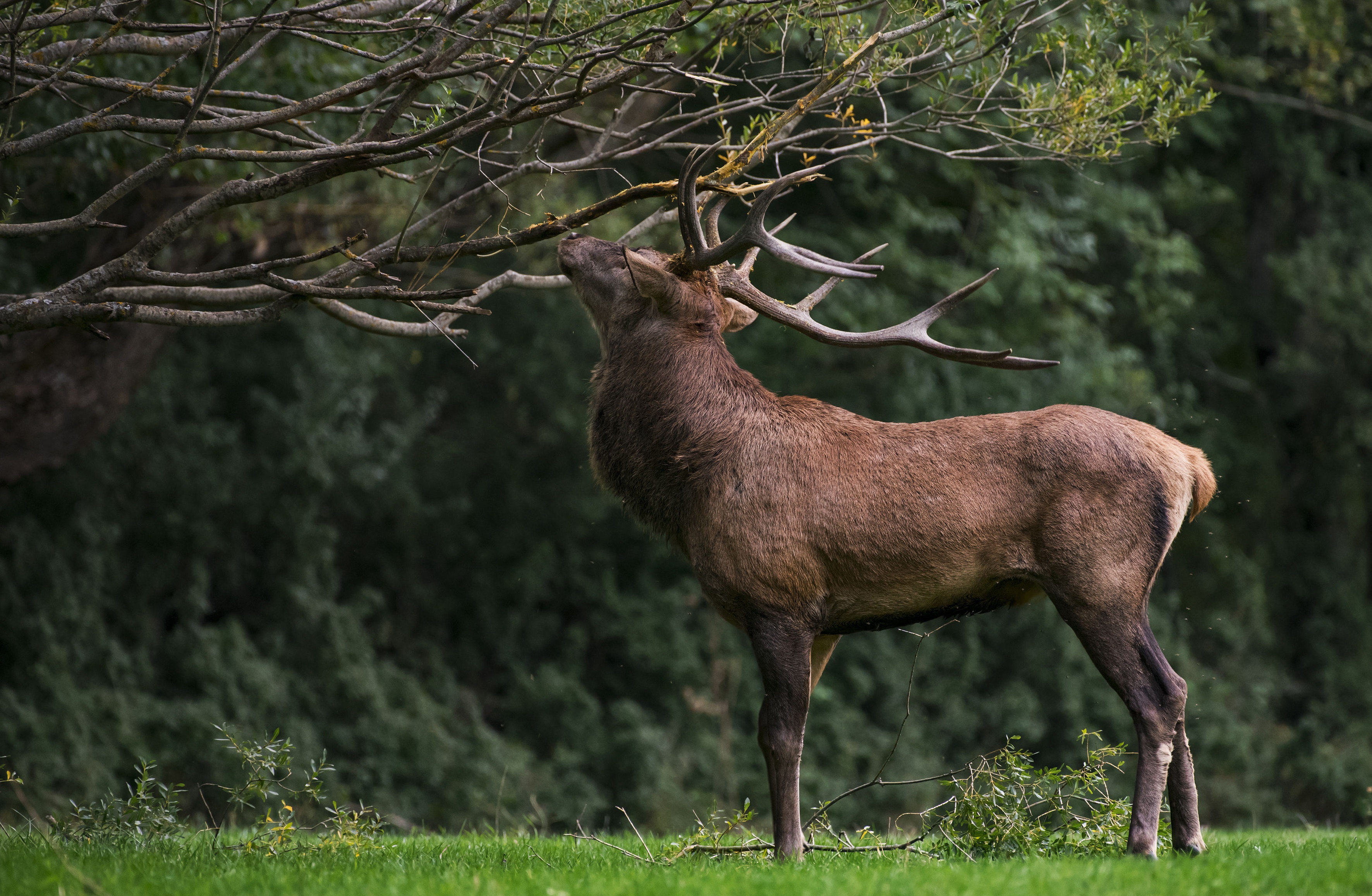 Laden Sie das Tiere, Hirsch-Bild kostenlos auf Ihren PC-Desktop herunter